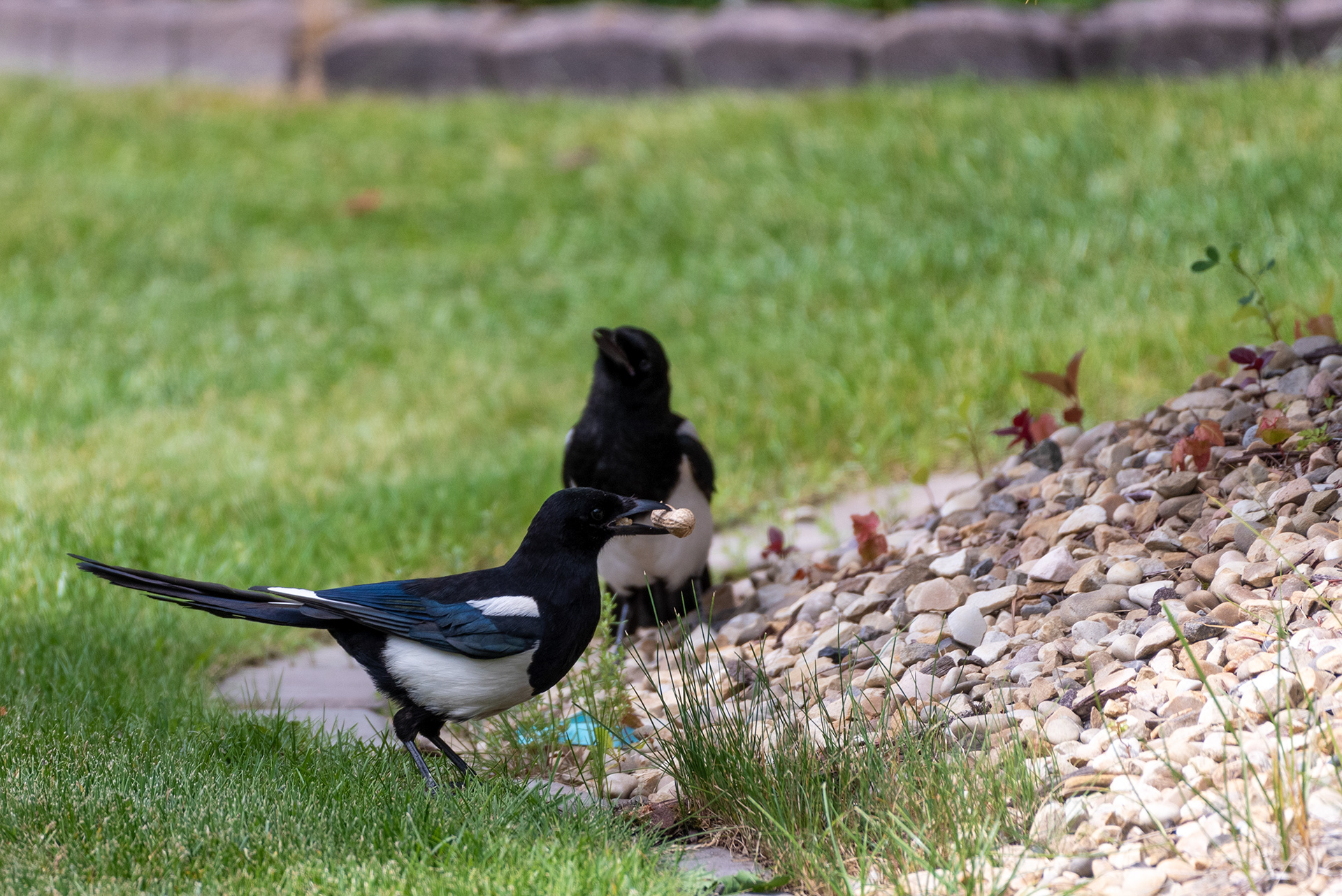 Black-billed Magpies - Somebody found an un-shelled peanut!