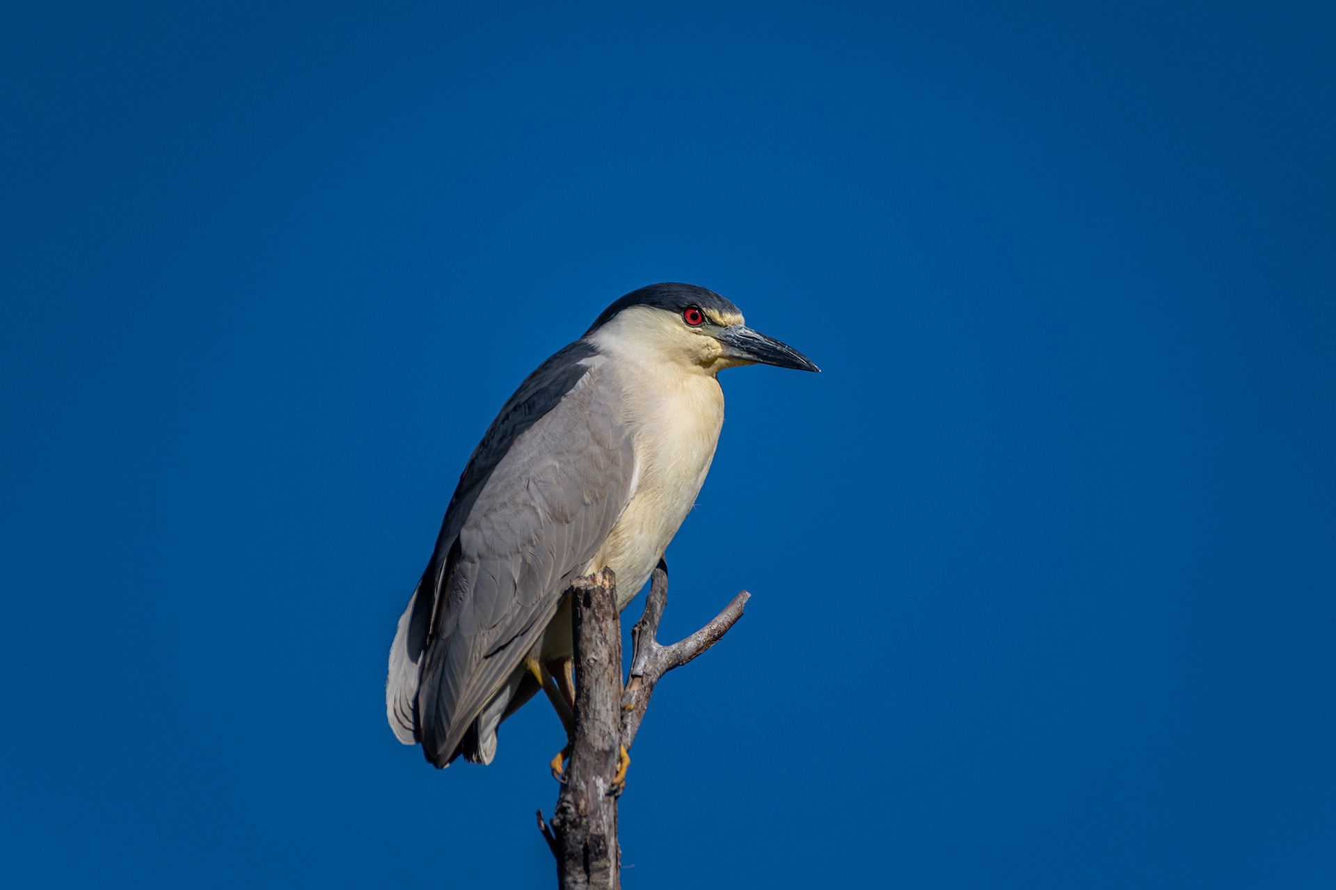Black-crowned Night Heron, Marshall Springs ponds, Fish Creek Provincial Park, Calgary, AB