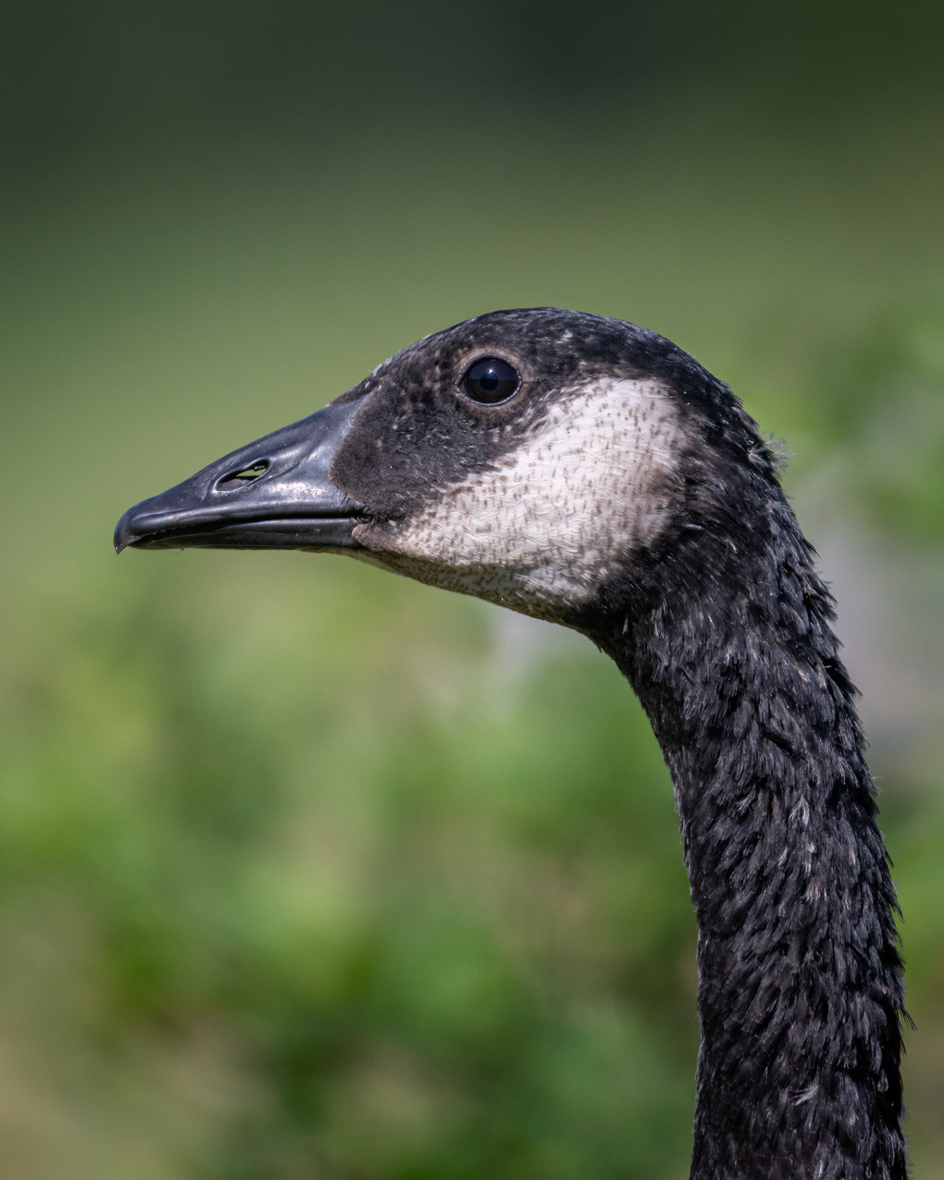 Canada Goose (immature) close-up, Marshall Springs ponds, Fish Creek Provincial Park, Calgary, AB