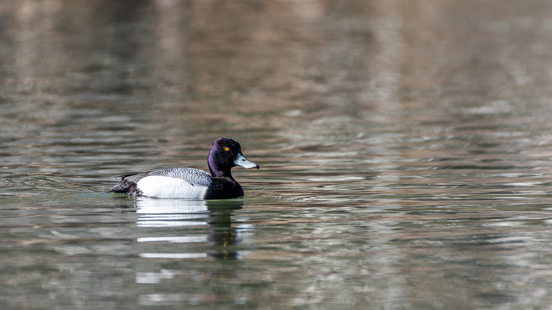 Lesser Scaup (male) at Bridlewood Wetlands Park, Calgary, Alberta