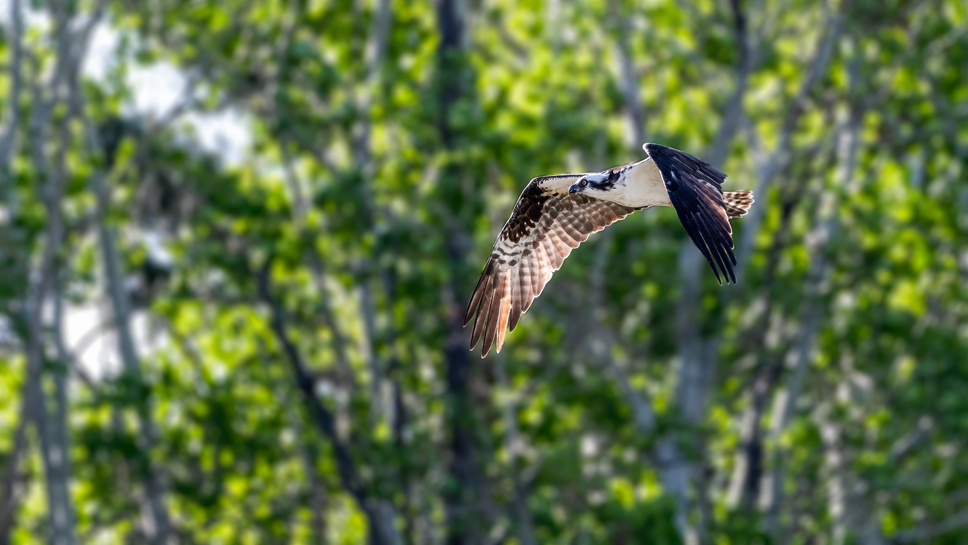 Osprey (in flight) at the Marshall Springs ponds in Fish Creek Provincial Park, Calgary, Alberta