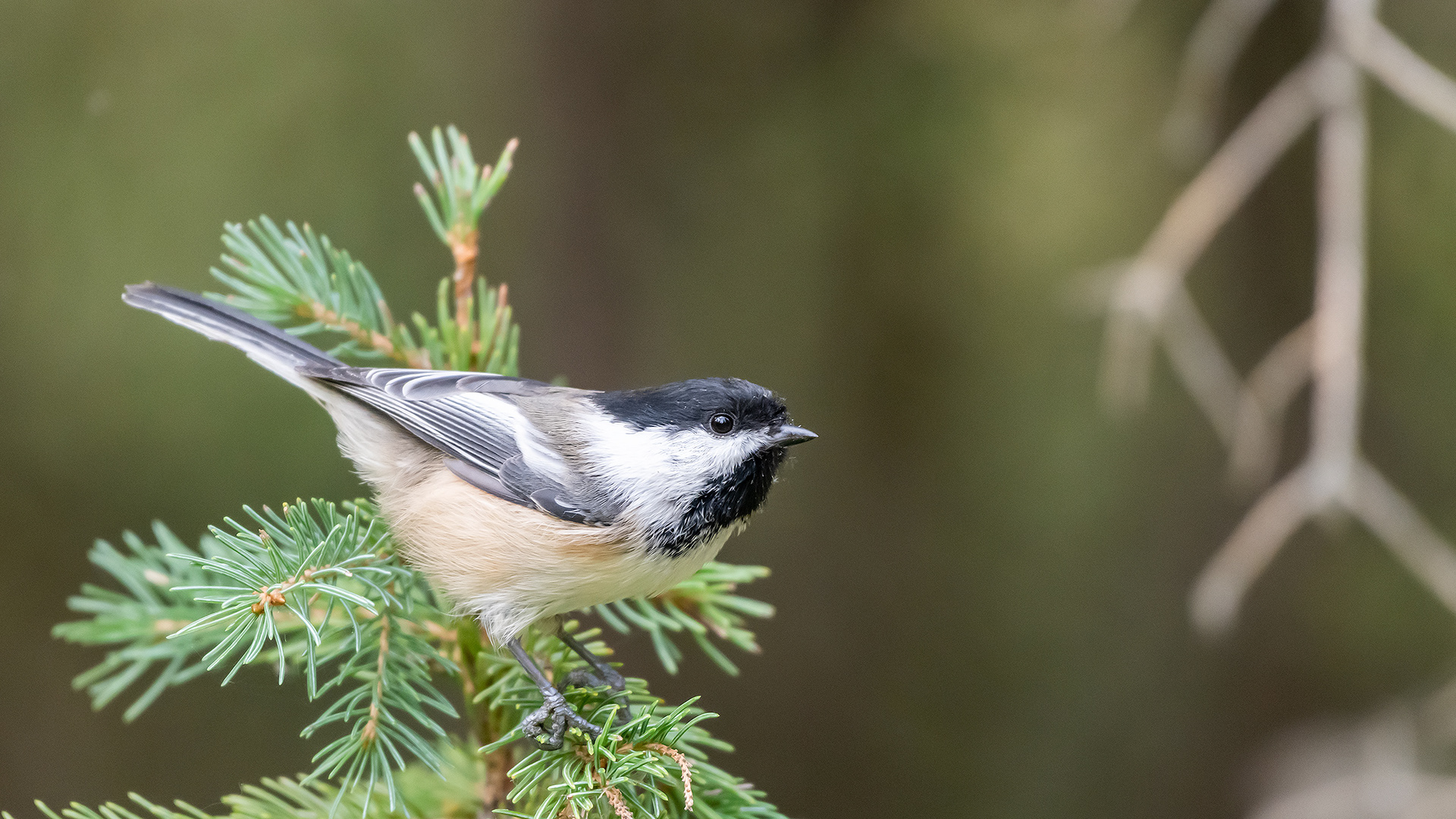 Black-capped Chickadee, Marshall Springs - Fish Creek Prov. Park, Calgary, AB