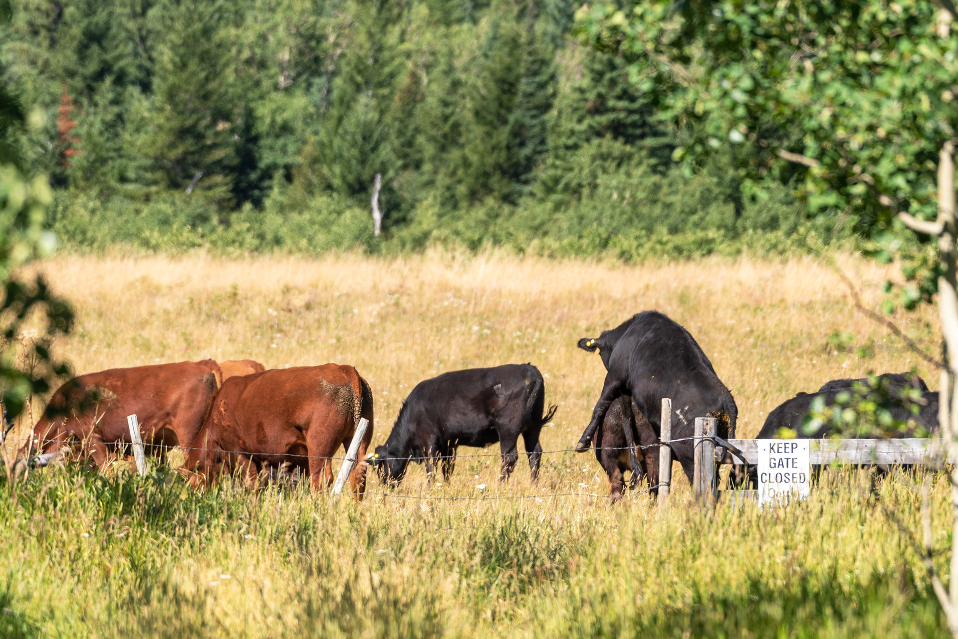 cattle