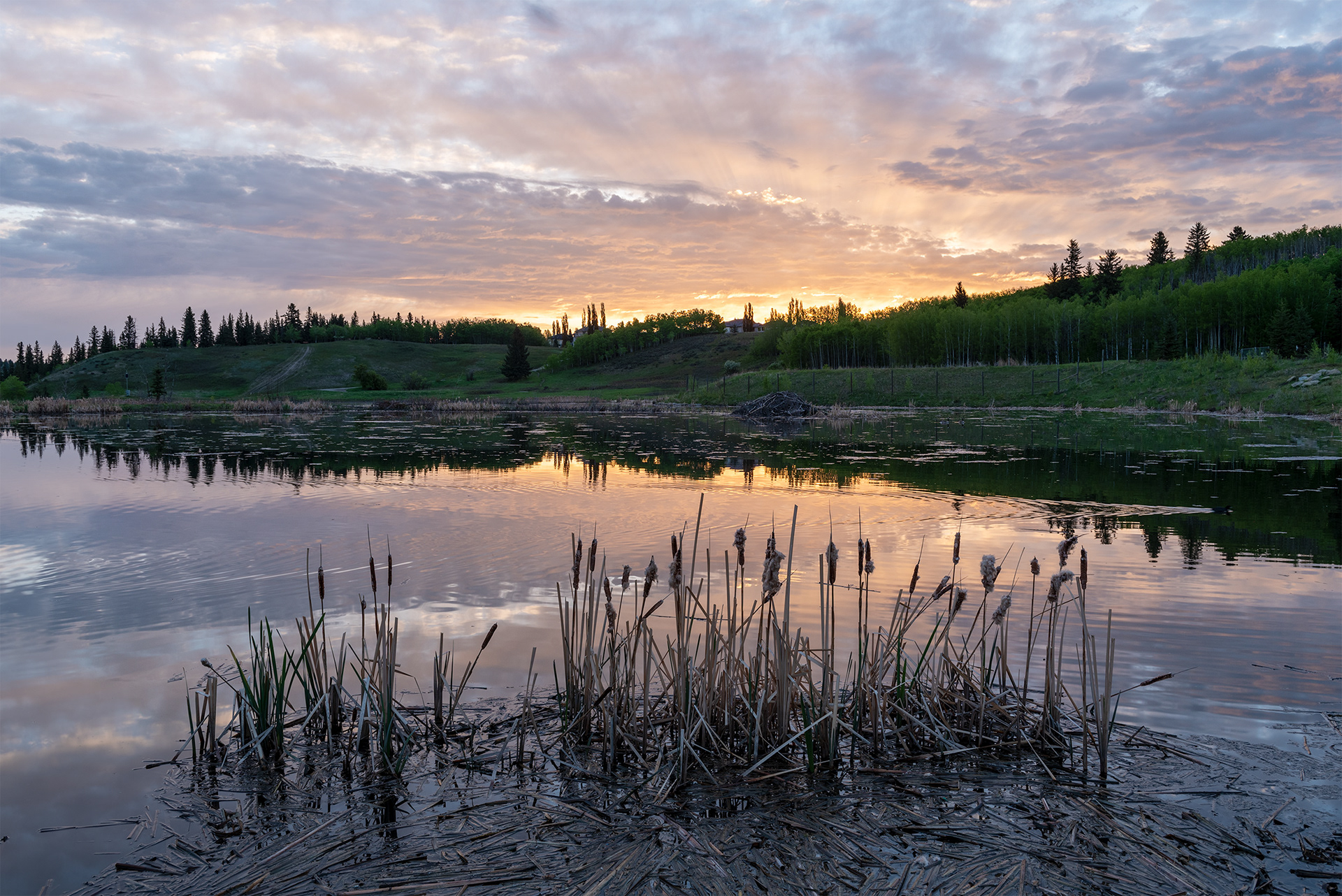 sunrise, Marshall Springs, Fish Creek Provincial Park, Calgary, Alberta