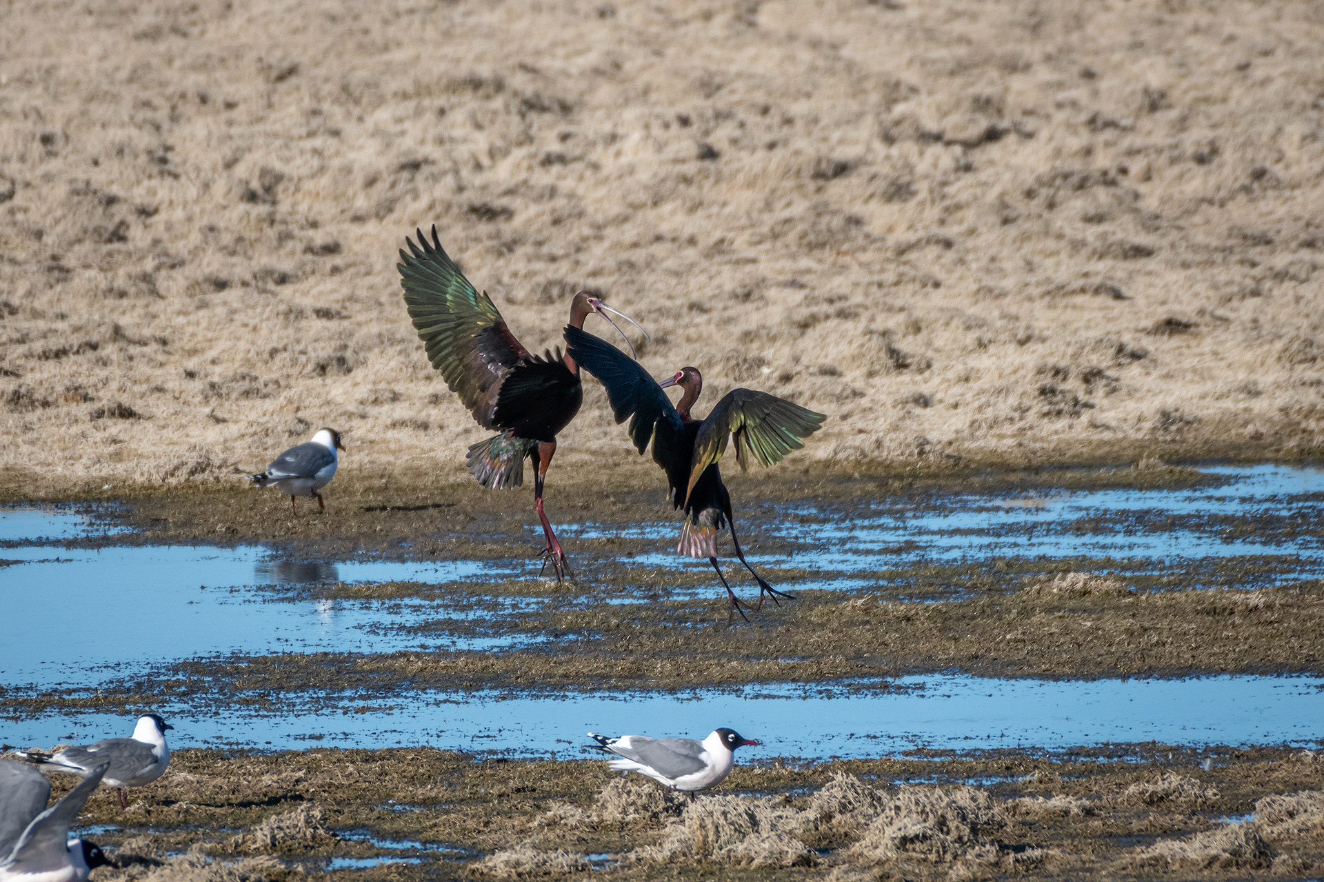 White-faced Ibises, Glenmore Reservoir, North Glenmore Park, Calgary, AB