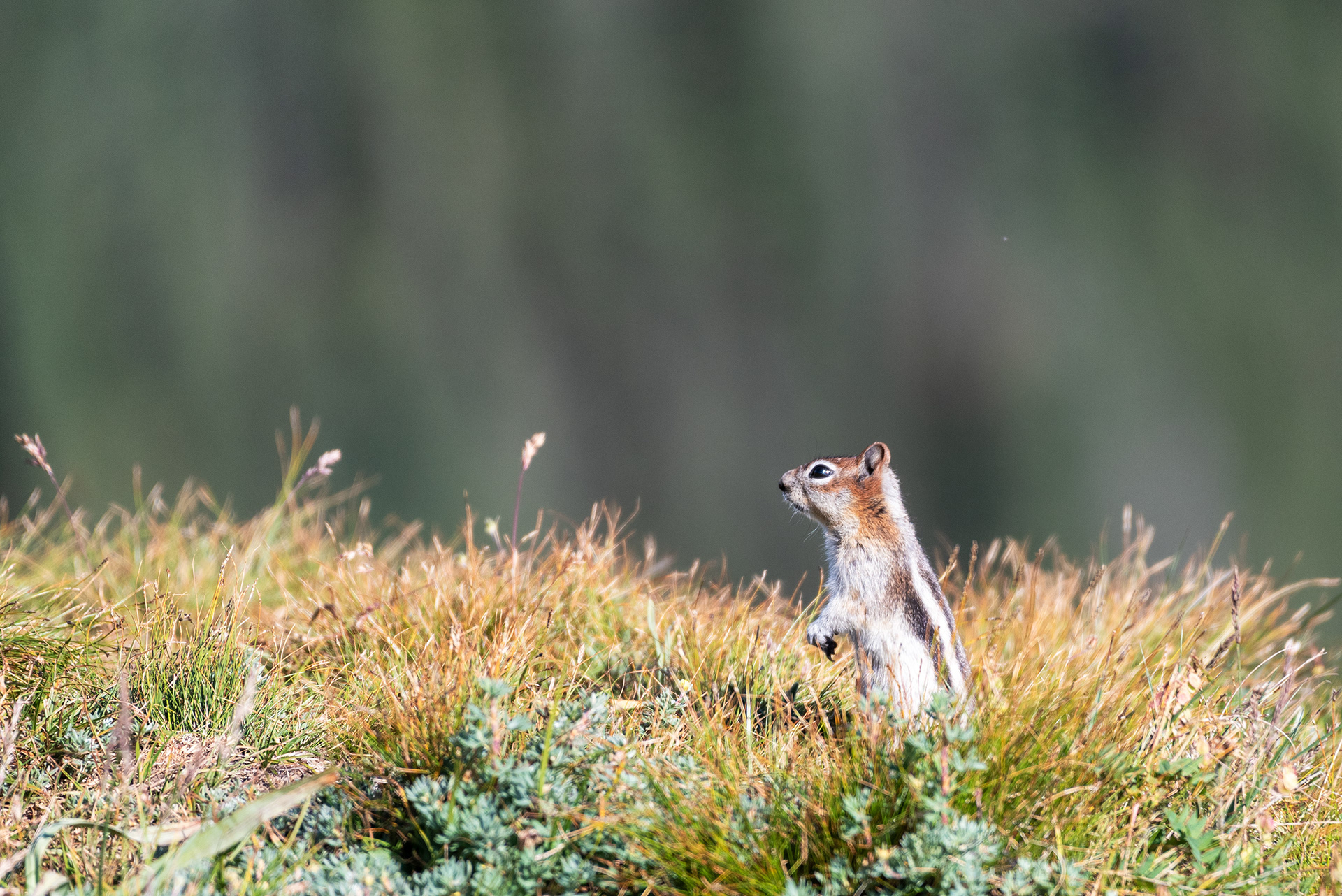 Chipmunk
