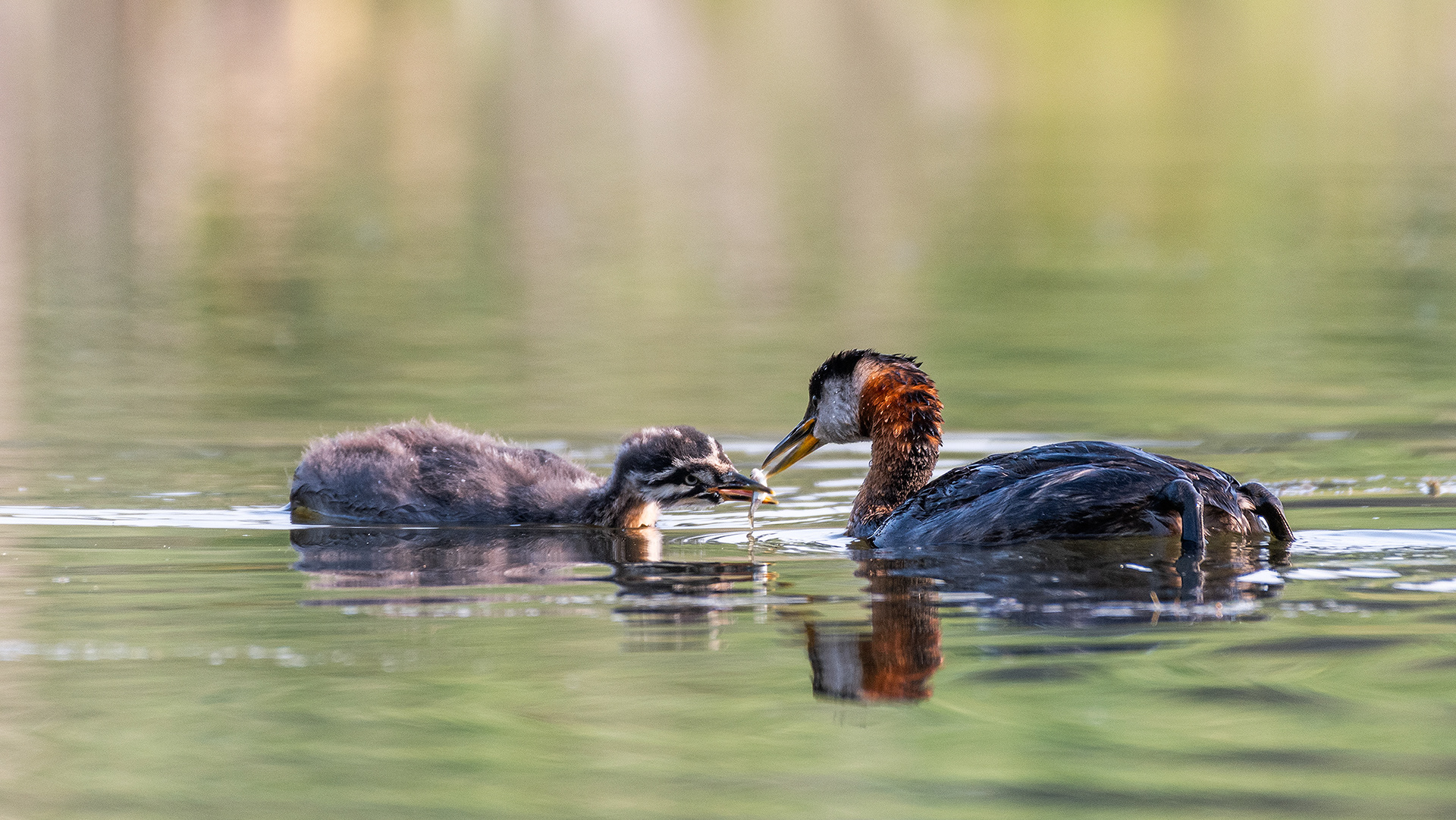 Red-necked Grebes (one female, one immature), Marshall Springs - Fish Creek Prov. Park, Calgary, AB
