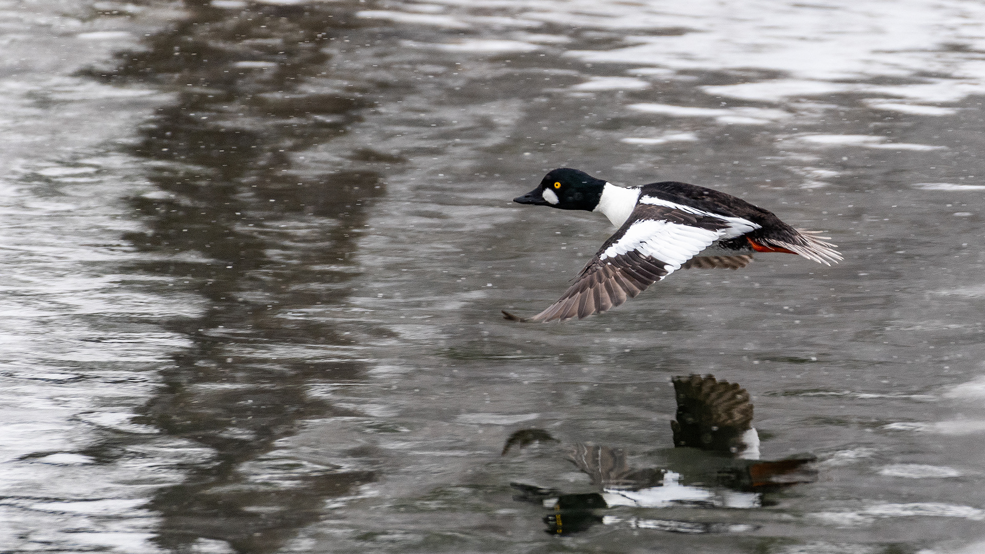 Common Goldeneye (male) in flight at the Inglewood Bird Sanctuary & Nature Centre, Calgary, Alberta