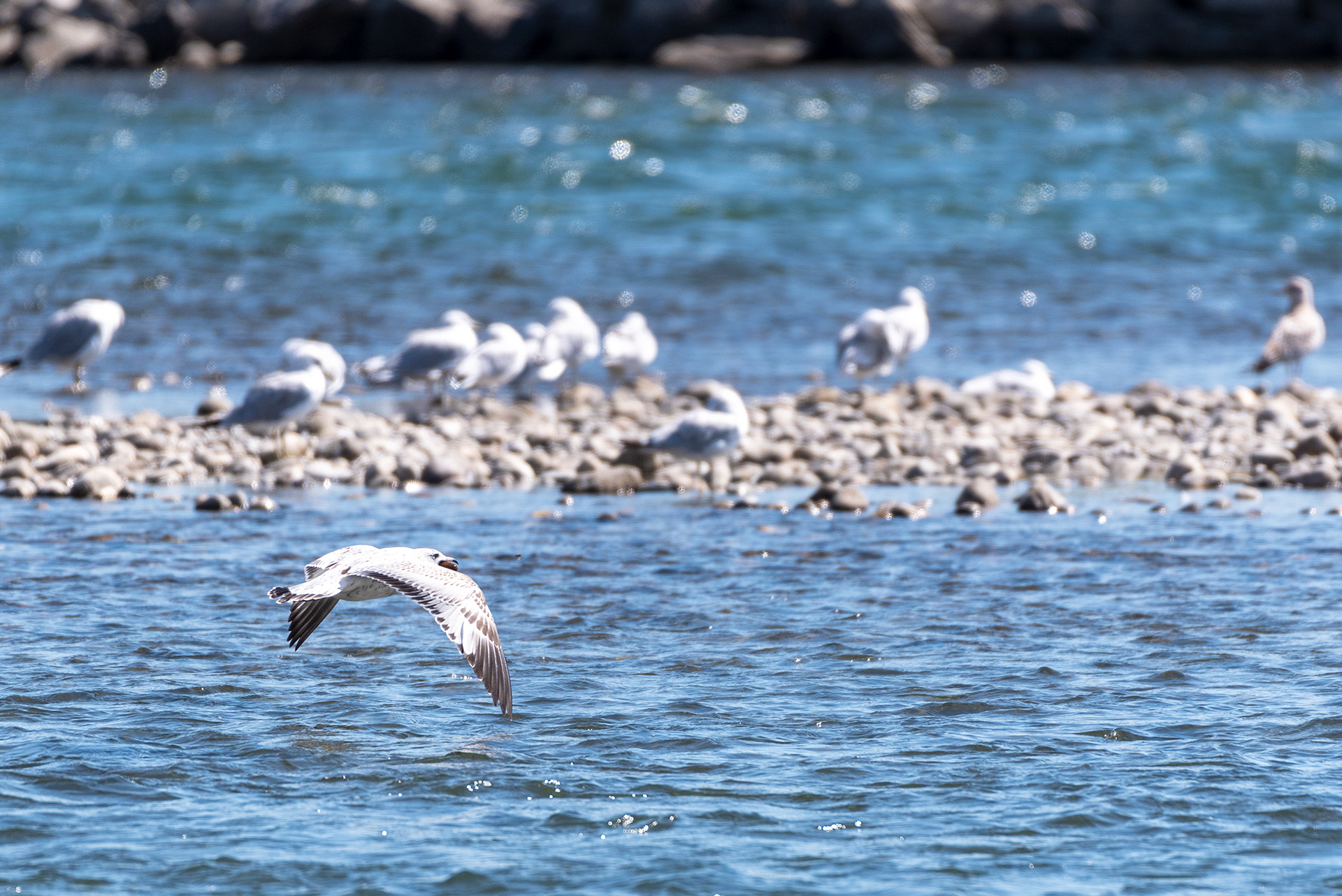 Gulls