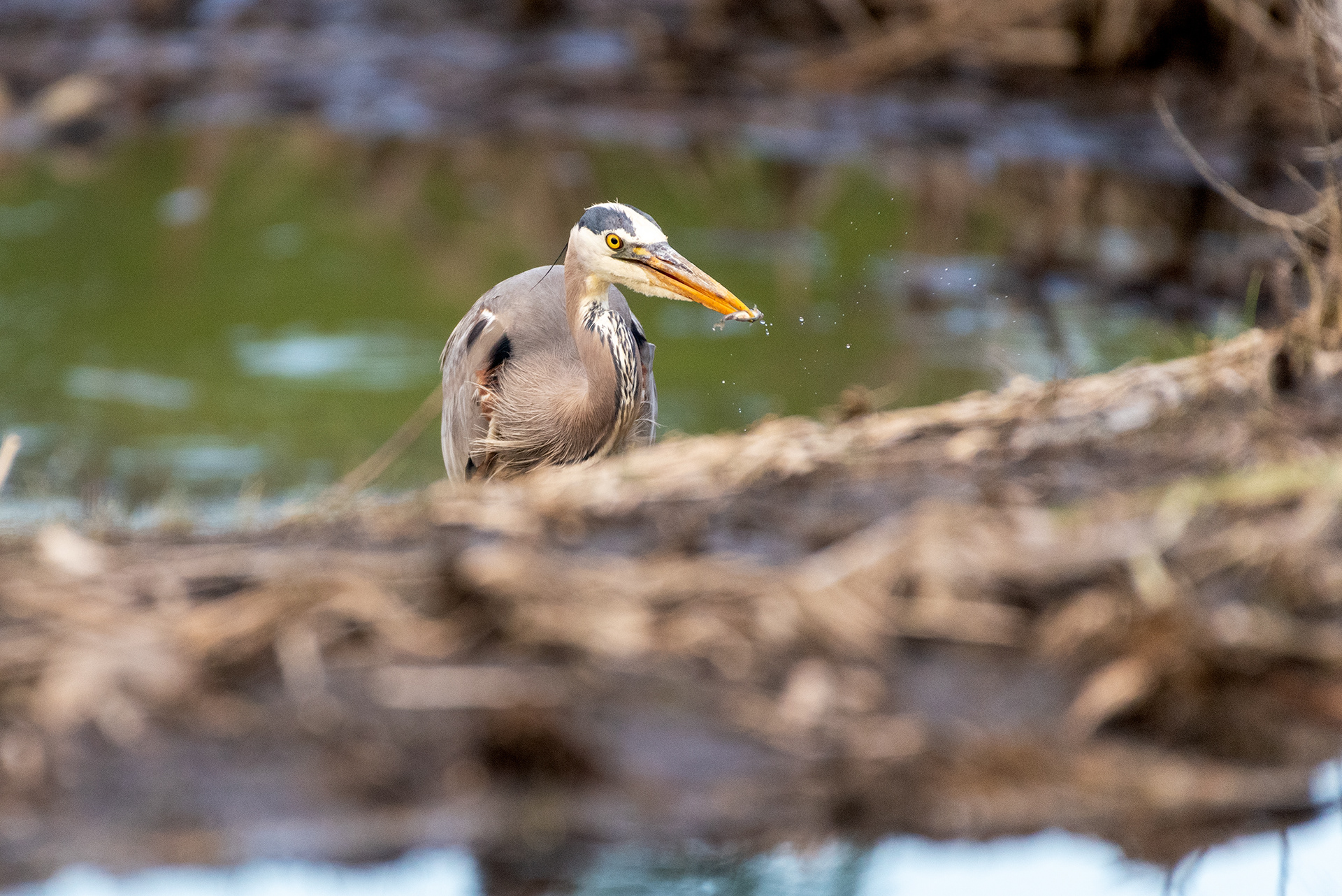 Great Blue Heron