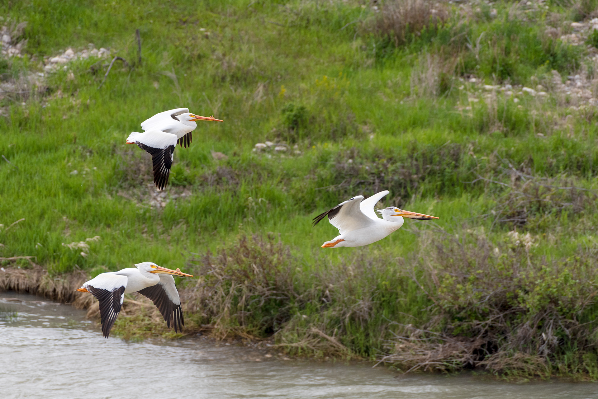 American White Pelicans, Patterson Homestead Memorial Park, Bow River, Calgary, Alberta