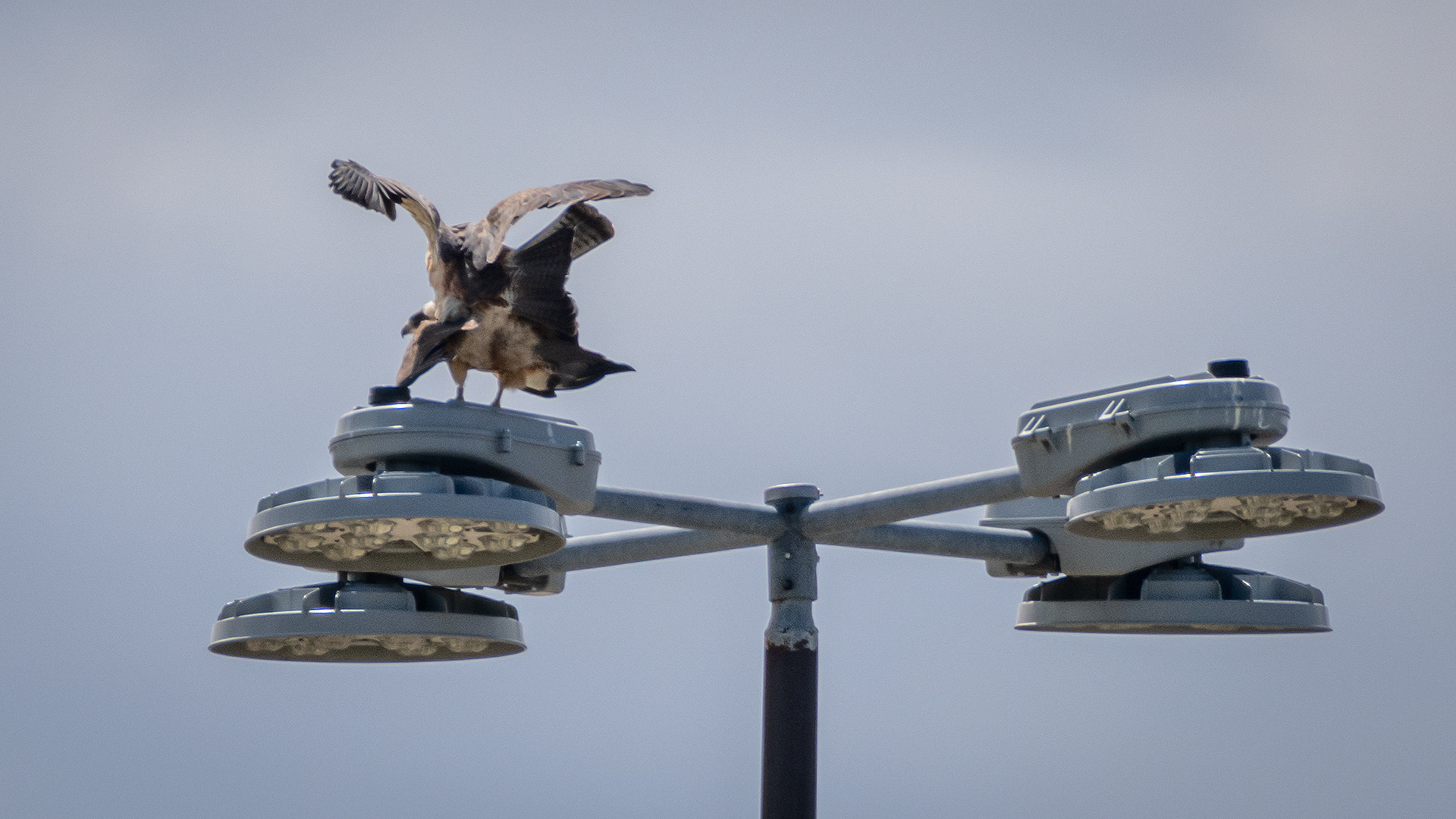 Hawk pair, near Tom Campbell's Hill Natural Park, Calgary, AB
