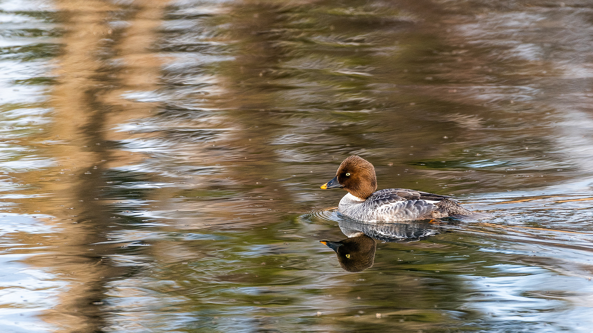 Goldeneye (female) at the Inglewood Bird Sanctuary & Nature Centre, Calgary, Alberta