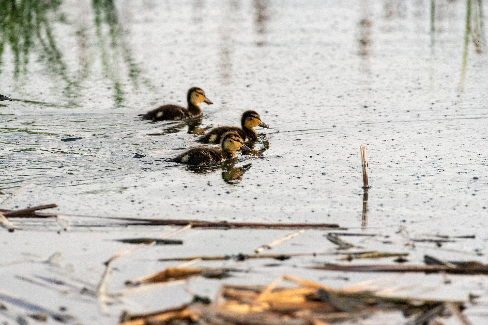 Mallard ducklings, Marshall Springs, Fish Creek Provincial Park, Calgary, Alberta