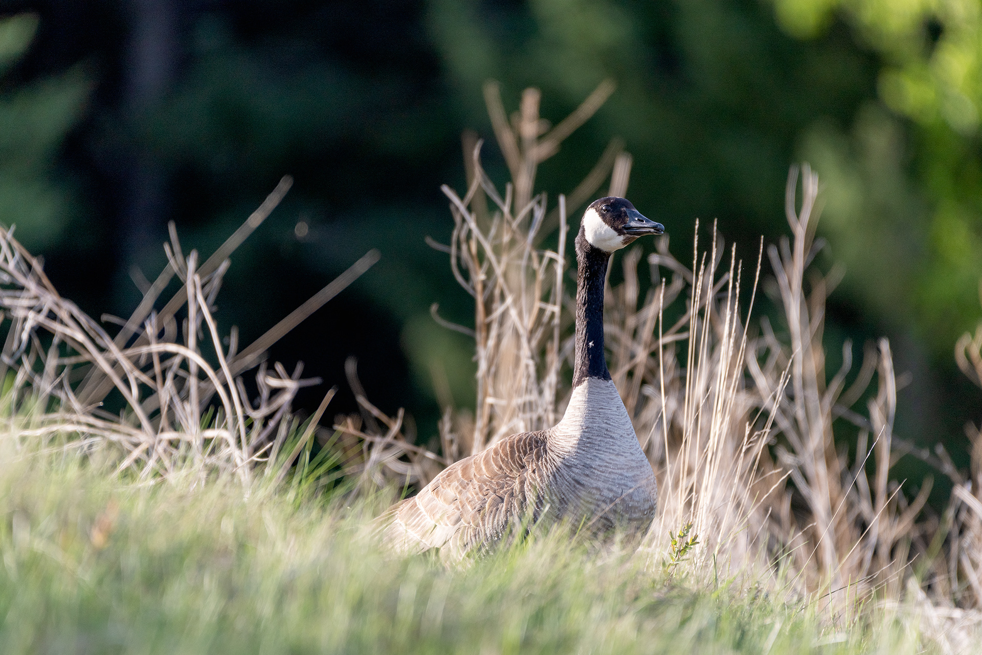 Canada Goose, Marshall Springs, Fish Creek Provincial Park, Calgary, Alberta