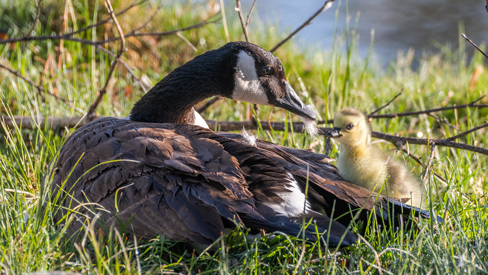 Canada Goose with gosling, Inglewood Bird Sanctuary & Nature Centre, Calgary, Alberta