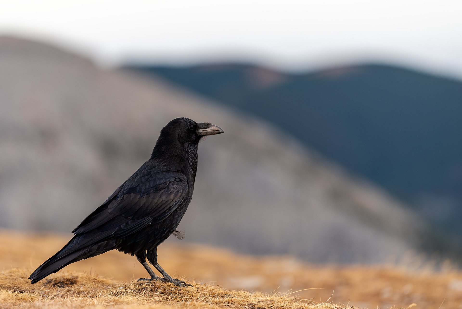 Common Raven at the peak of Prairie Mountain