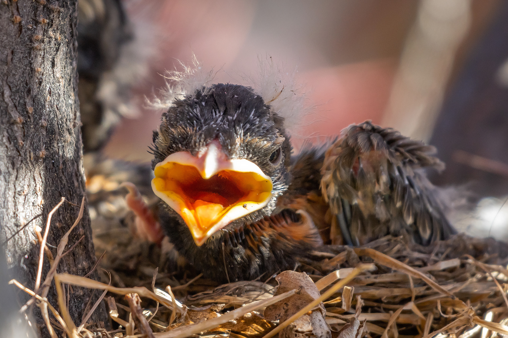American Robin hatchling, Bridlewood, Calgary, AB