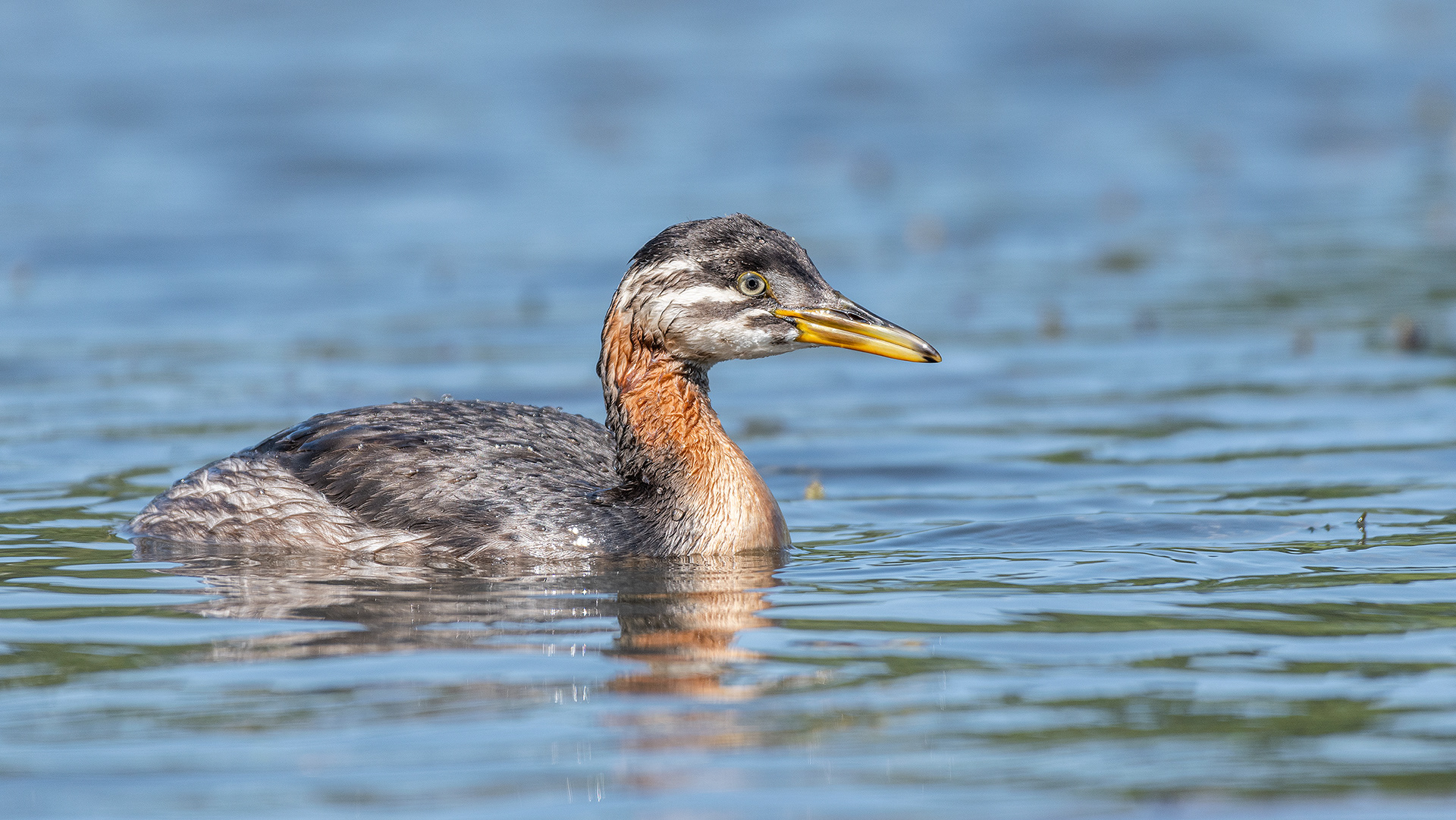 Red-necked Grebe (immature), Marshall Springs - Fish Creek Prov. Park, Calgary, AB
