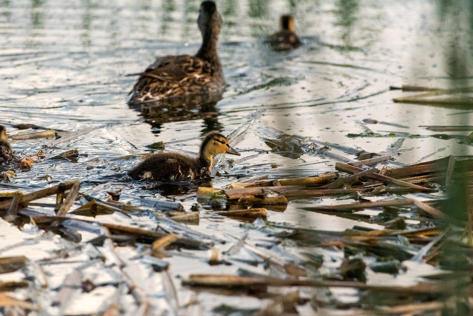 Mallard, ducklings, Marshall Springs, Fish Creek Provincial Park, Calgary, Alberta