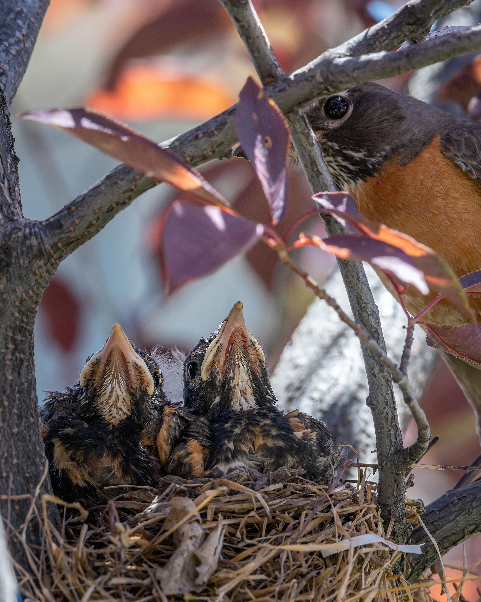 American Robins, Bridlewood, Calgary, AB