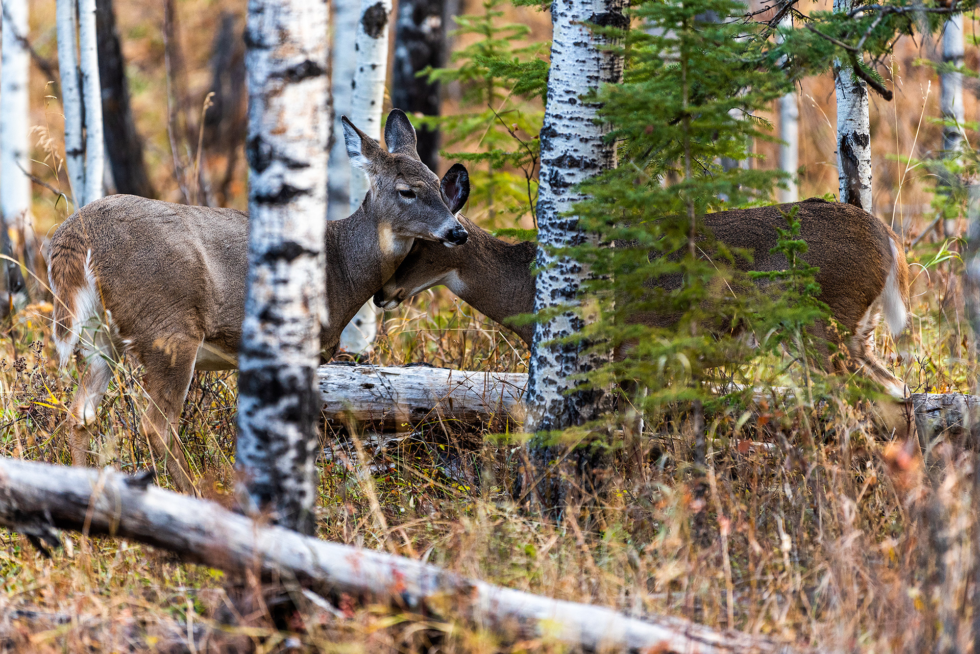 White-tailed Deer, sharing a moment together, near the Marshall Springs ponds in Fish Creek Provincial Park