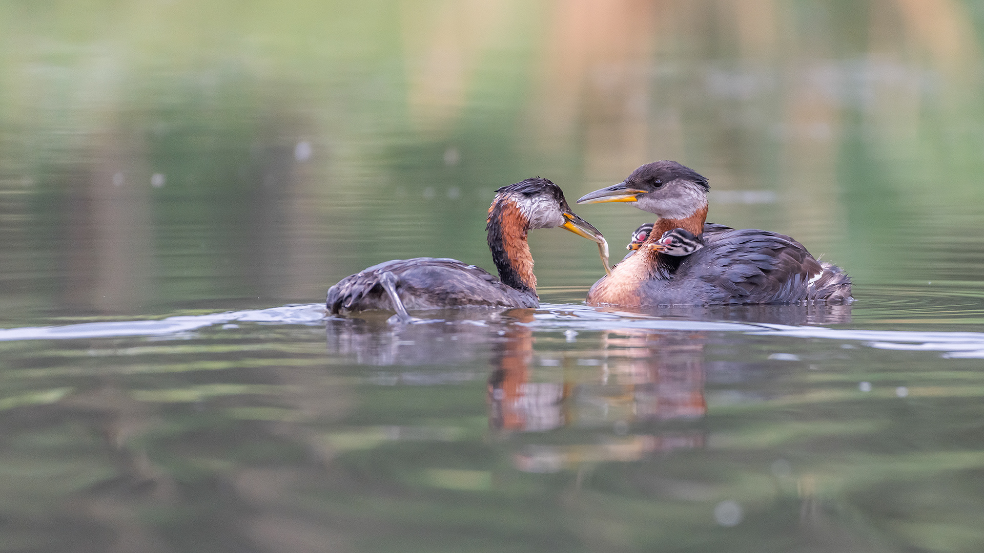 Red-necked Grebe pair with the two chicks (male has the chicks aboard, female feeding the chicks), Marshall Springs - Fish Creek Prov. Park, Calgary, AB