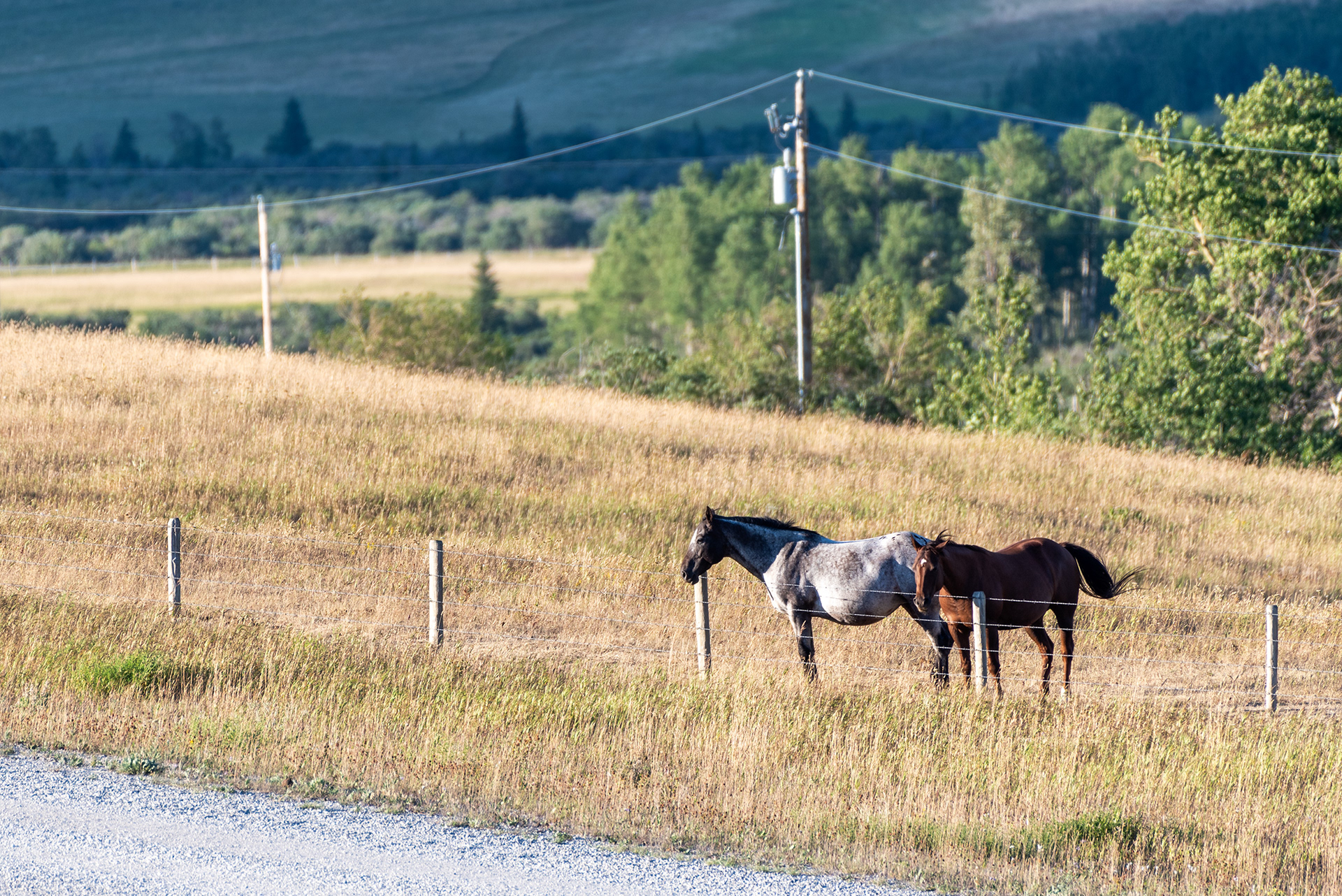 A pair of neighboring horses, across the road from the pond