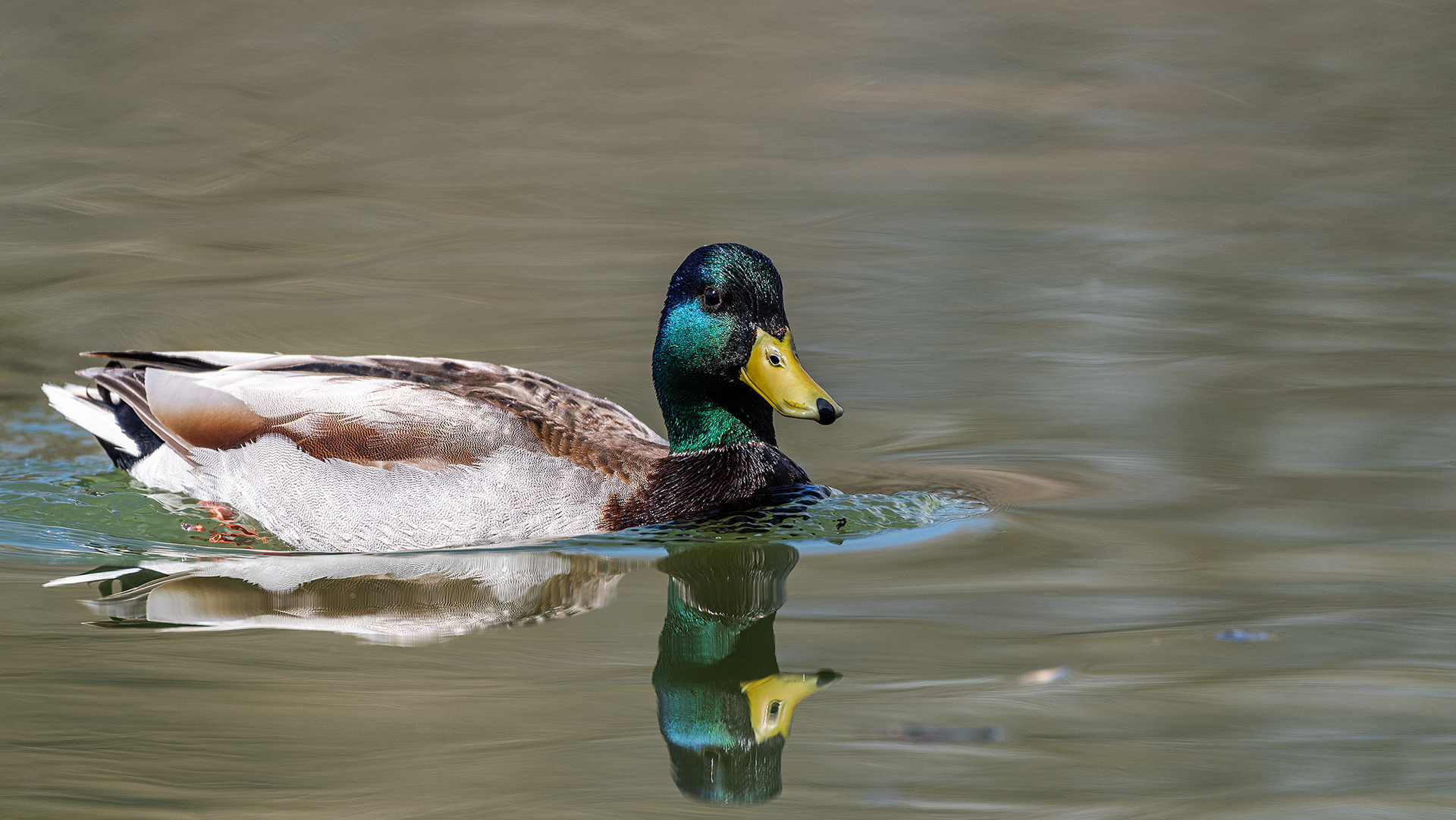 Mallard (male) at Bridlewood Wetlands Park, Calgary, Alberta