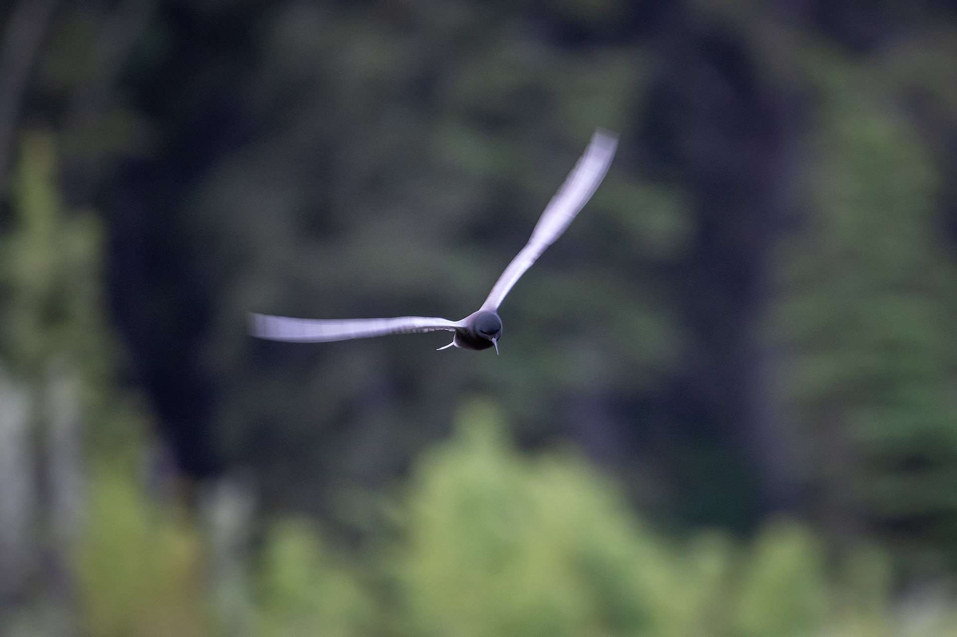 Black Tern (in flight), Marshall Springs ponds, Fish Creek Provincial Park, Calgary, AB