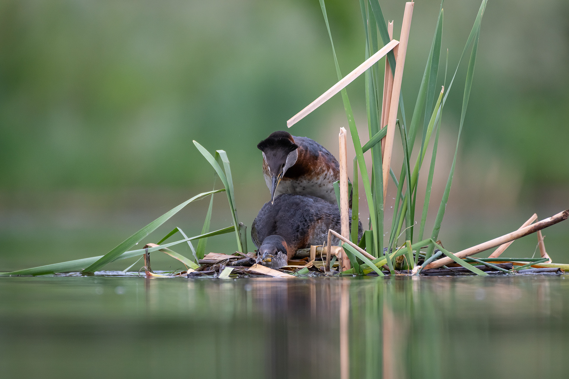 Red-necked Grebe pair, Marshall Springs ponds, Fish Creek Provincial Park, Calgary, AB