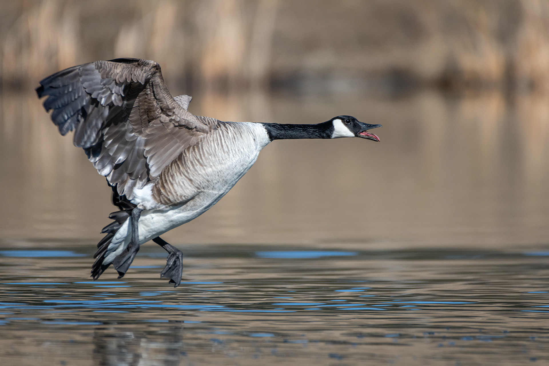 Canada Goose (in flight), Marshall Springs, Fish Creek Provincial Park, Calgary, AB