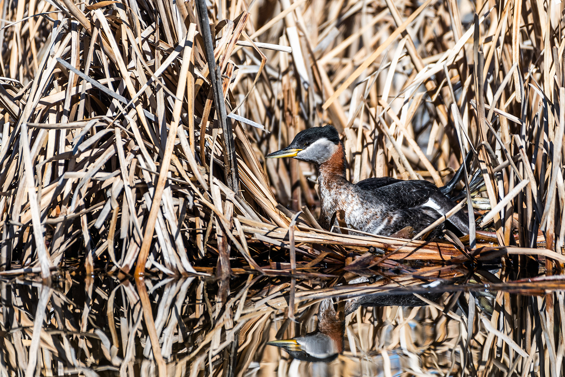 Red-necked Grebe at Bridlewood Wetlands Park, Calgary, Alberta