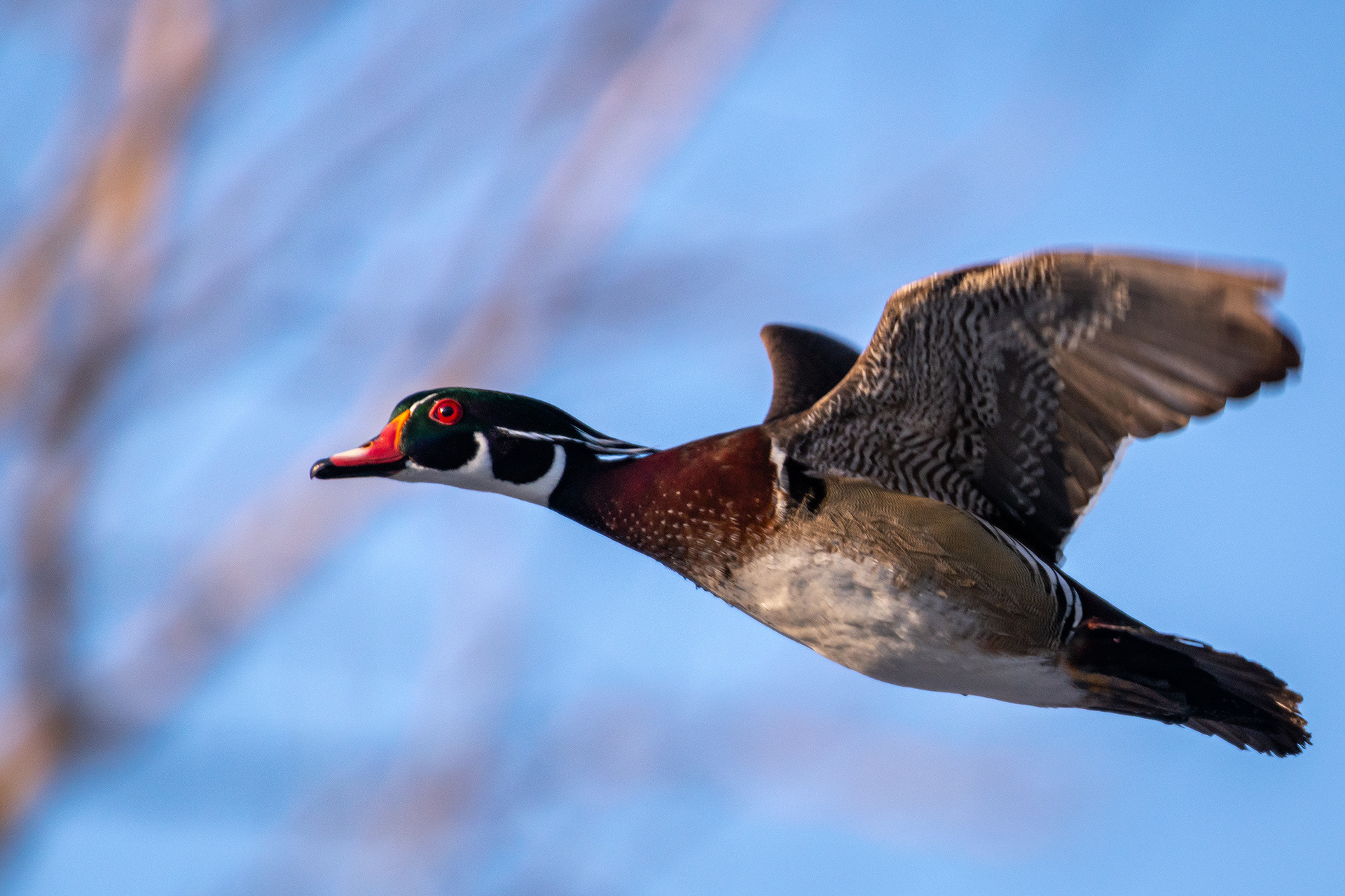 Wood Duck (male) in flight, Inglewood Bird Sanctuary & Nature Centre, Calgary, AB