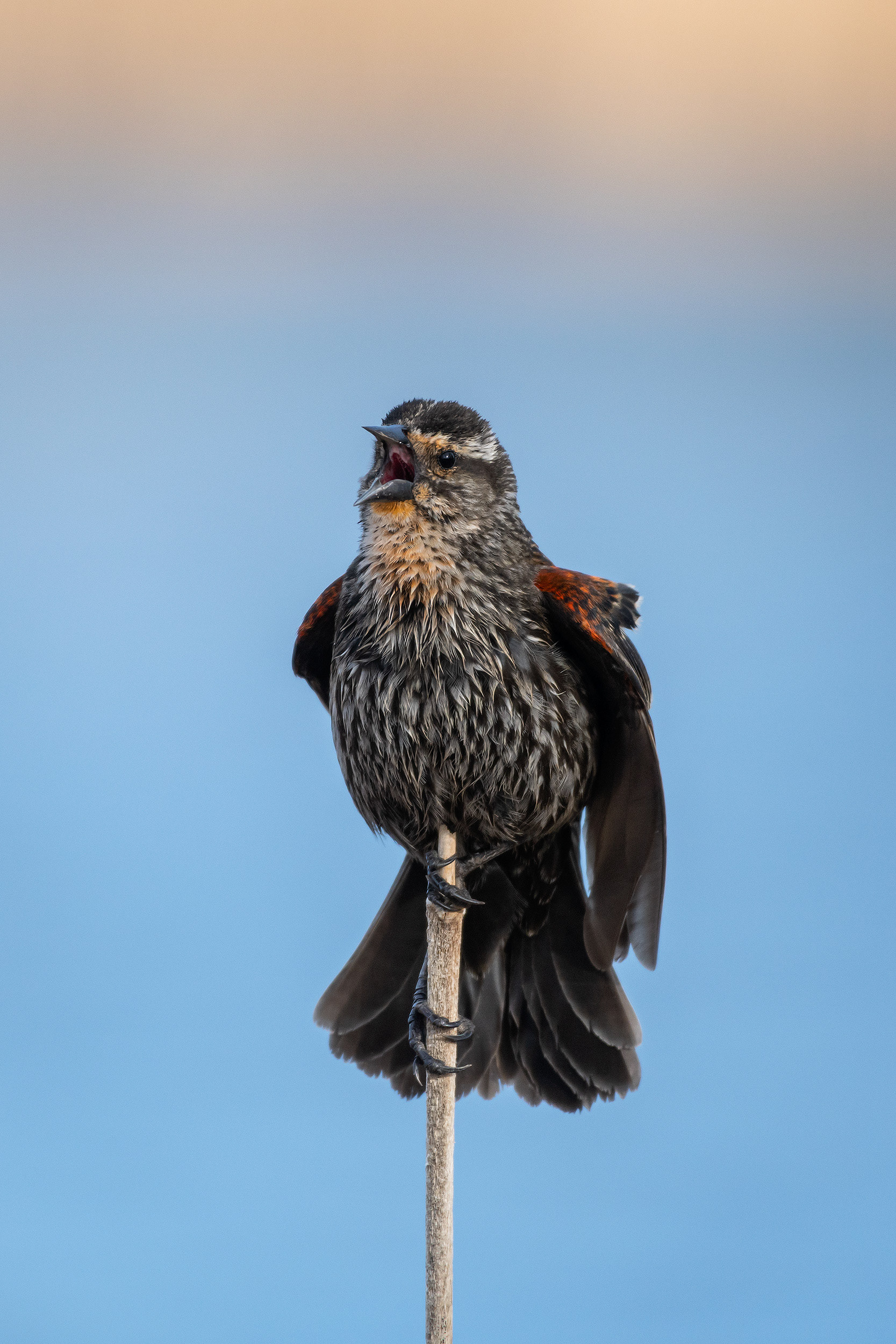Red-winged Blackbird (female), Bridlewood Wetlands Park, Calgary, AB