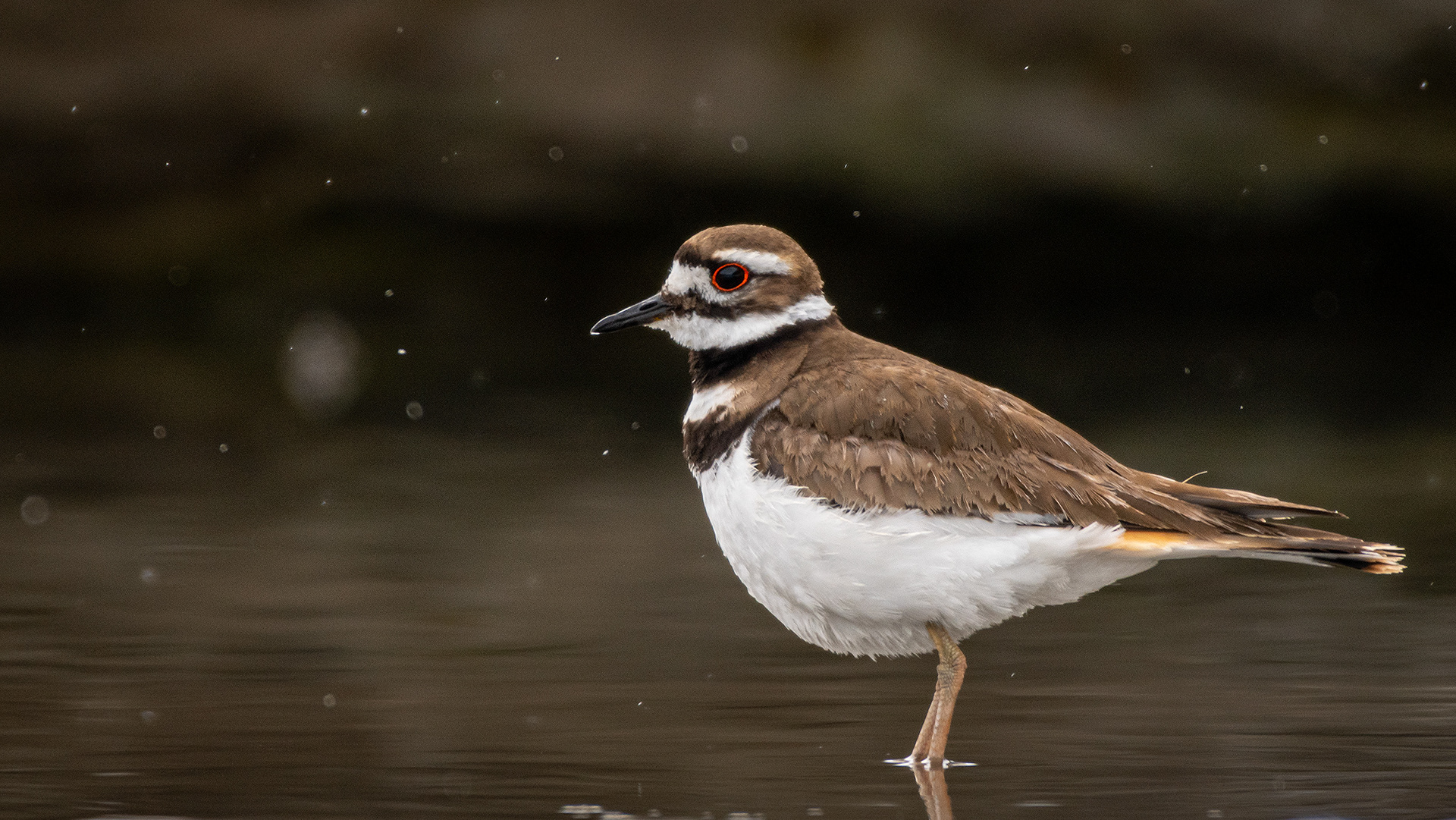 Killdeer, Marshall Springs, Fish Creek Provincial Park, Calgary, AB