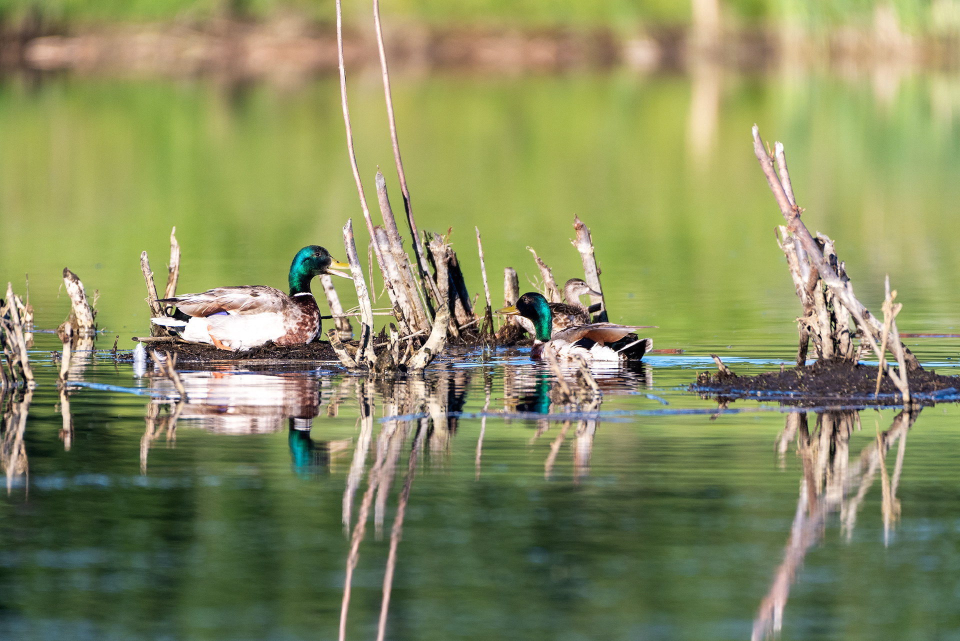 Mallards greeting (side views)