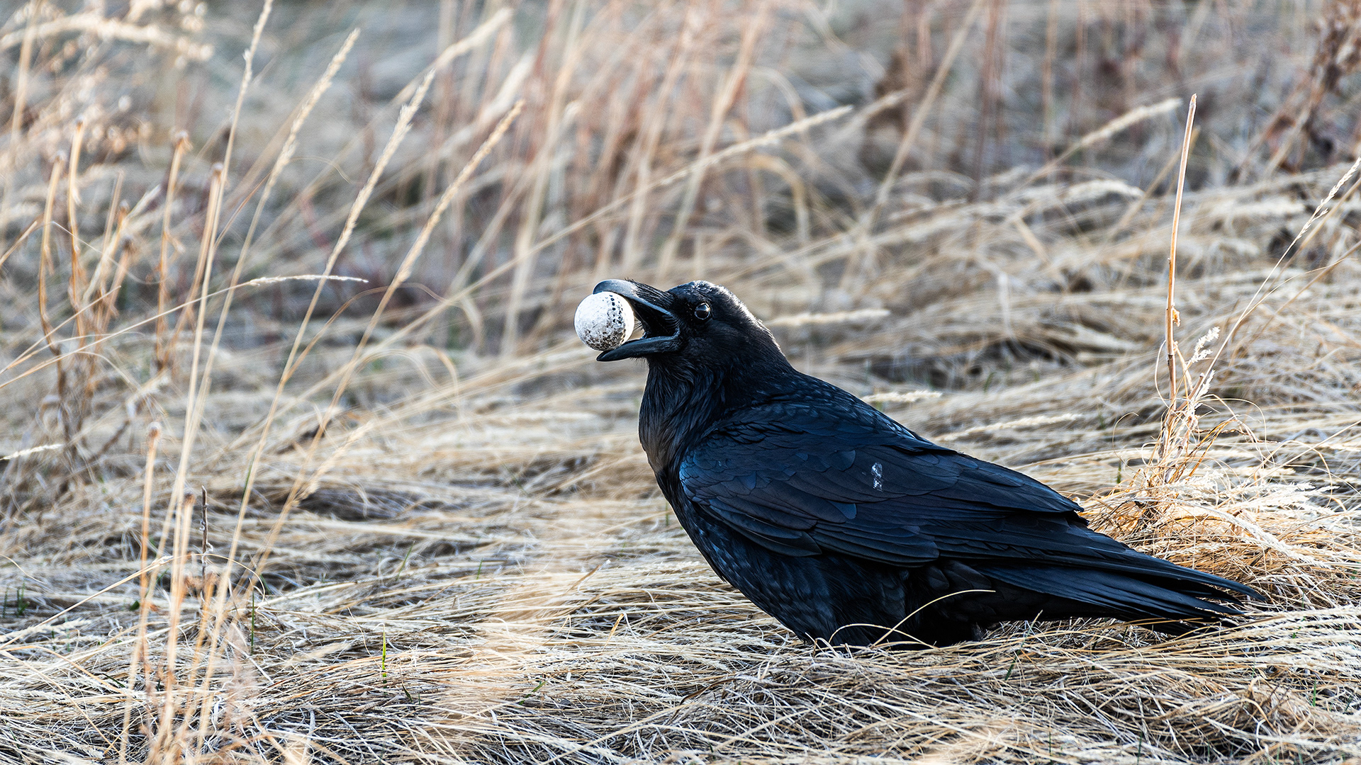 Common Raven playing with a golf ball a fair little way north of Carburn Park, Calgary, AB