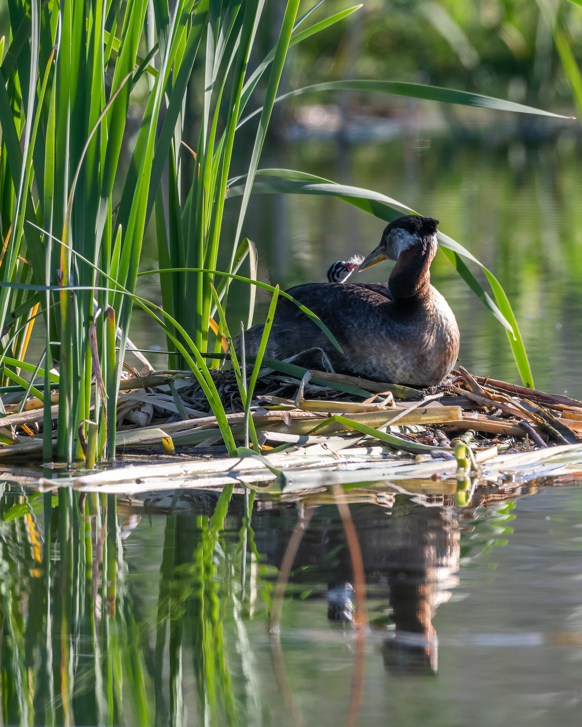 Red-necked Grebe (female) and her one day old chick at their nest, Marshall Springs - Fish Creek Prov. Park, Calgary, AB