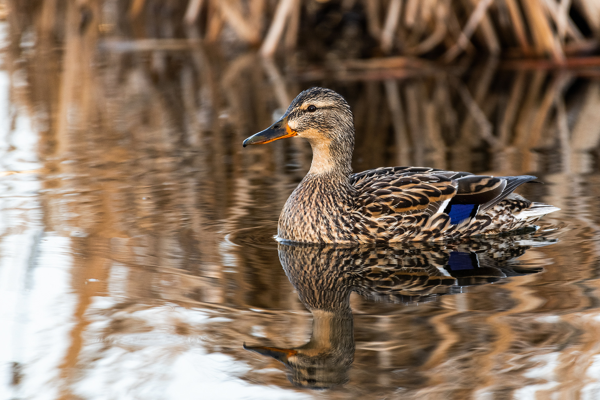 Mallard (female), Bridlewood Wetlands Park, Calgary, Alberta