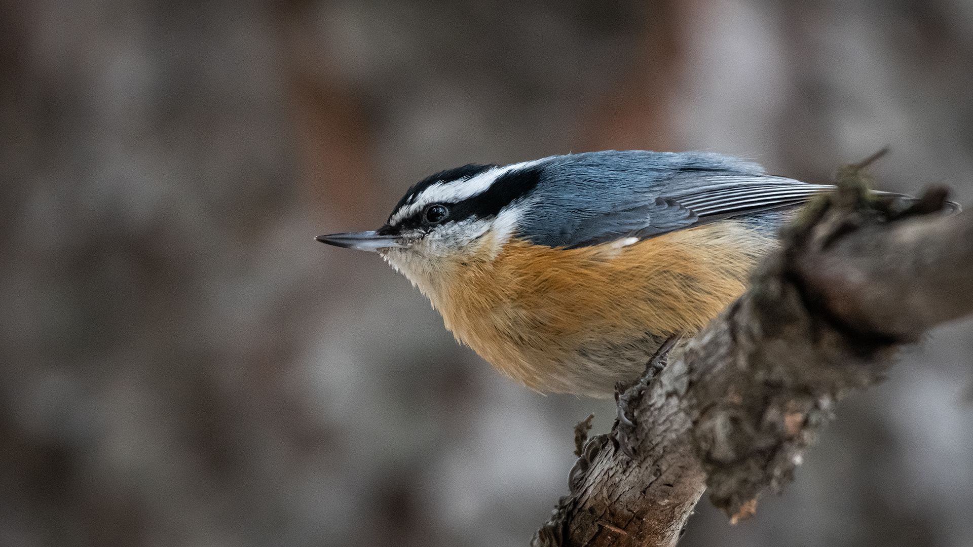 Red-breasted Nuthatch, near the Marshall Springs area of Fish Creek Provincial Park, Calgary, AB