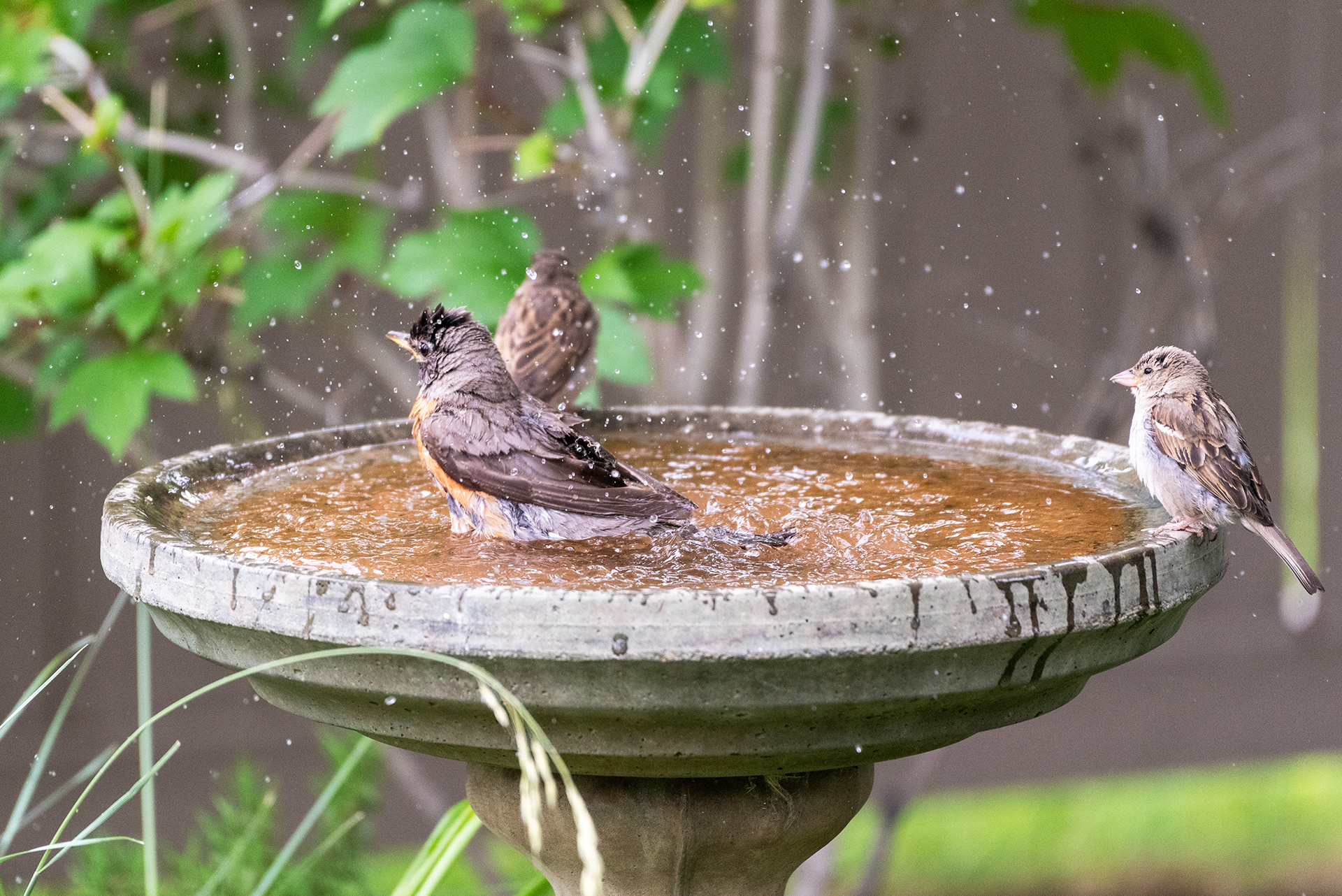 A young American Robin showing a couple of young House Sparrows how to make a splash