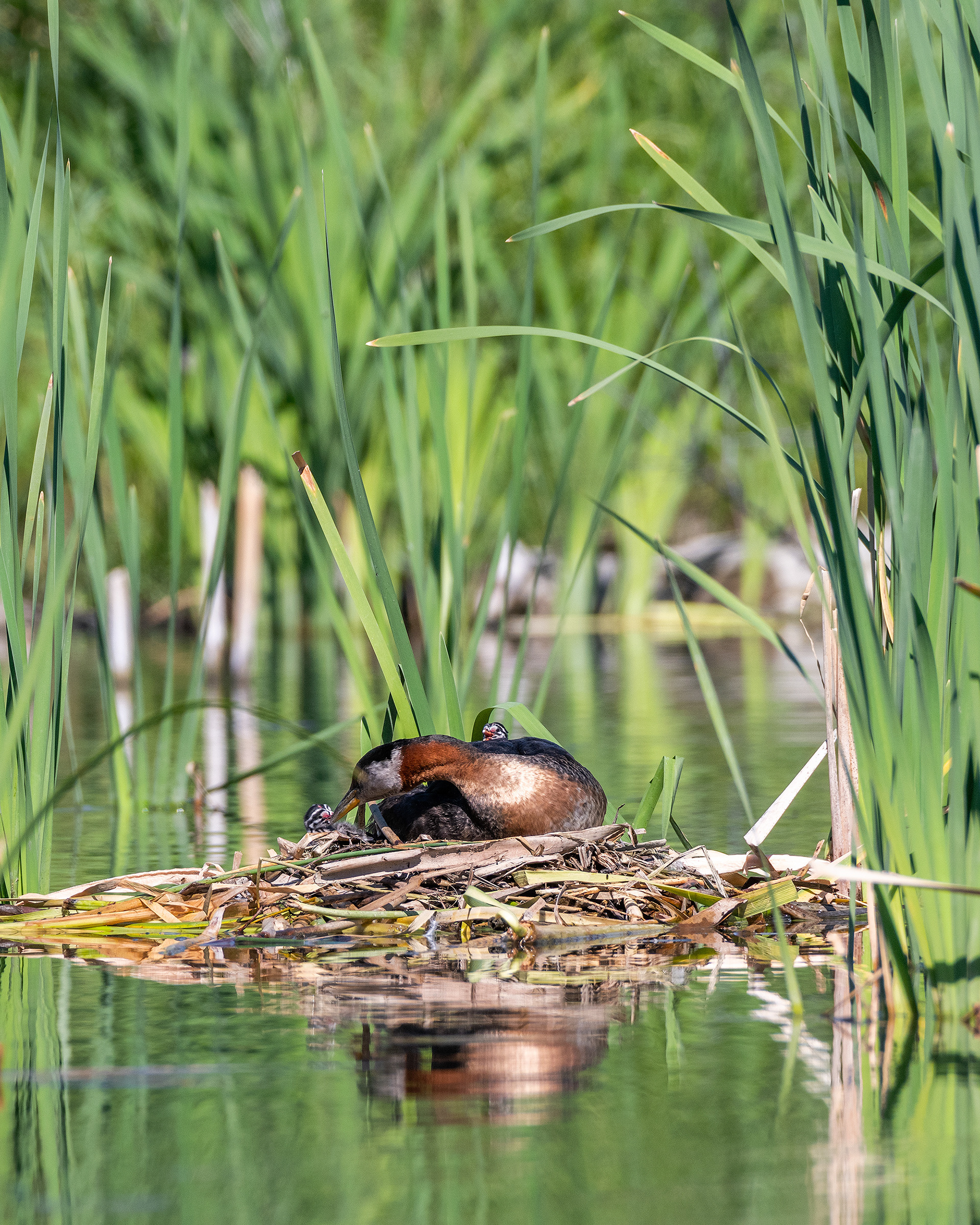 Red-necked Grebe (male) on his nest with two chicks, Marshall Springs - Fish Creek Prov. Park, Calgary, AB