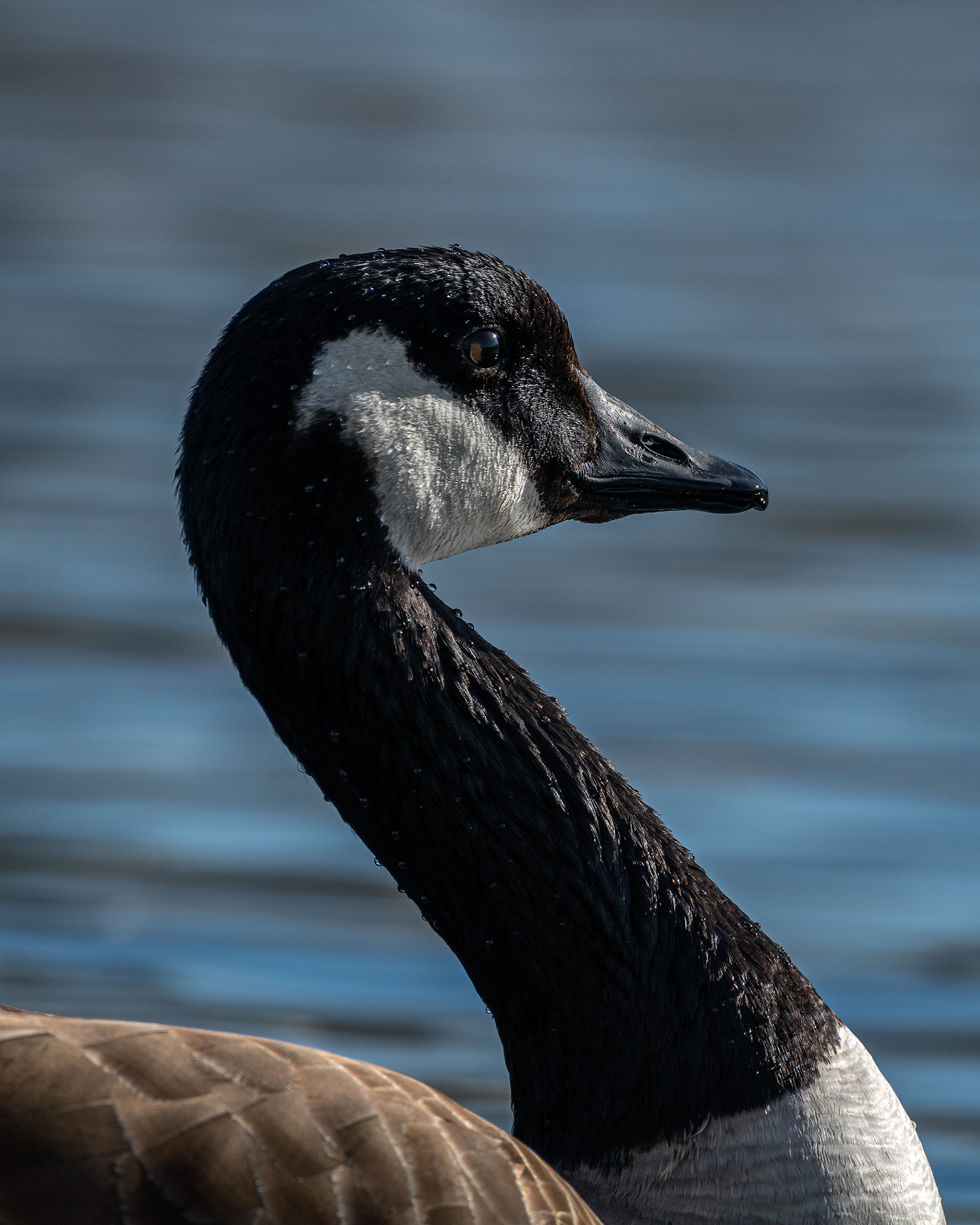 Canada Goose close-up, near the Harvie Passage of the Bow River, Pearce Estate Park, Calgary, AB