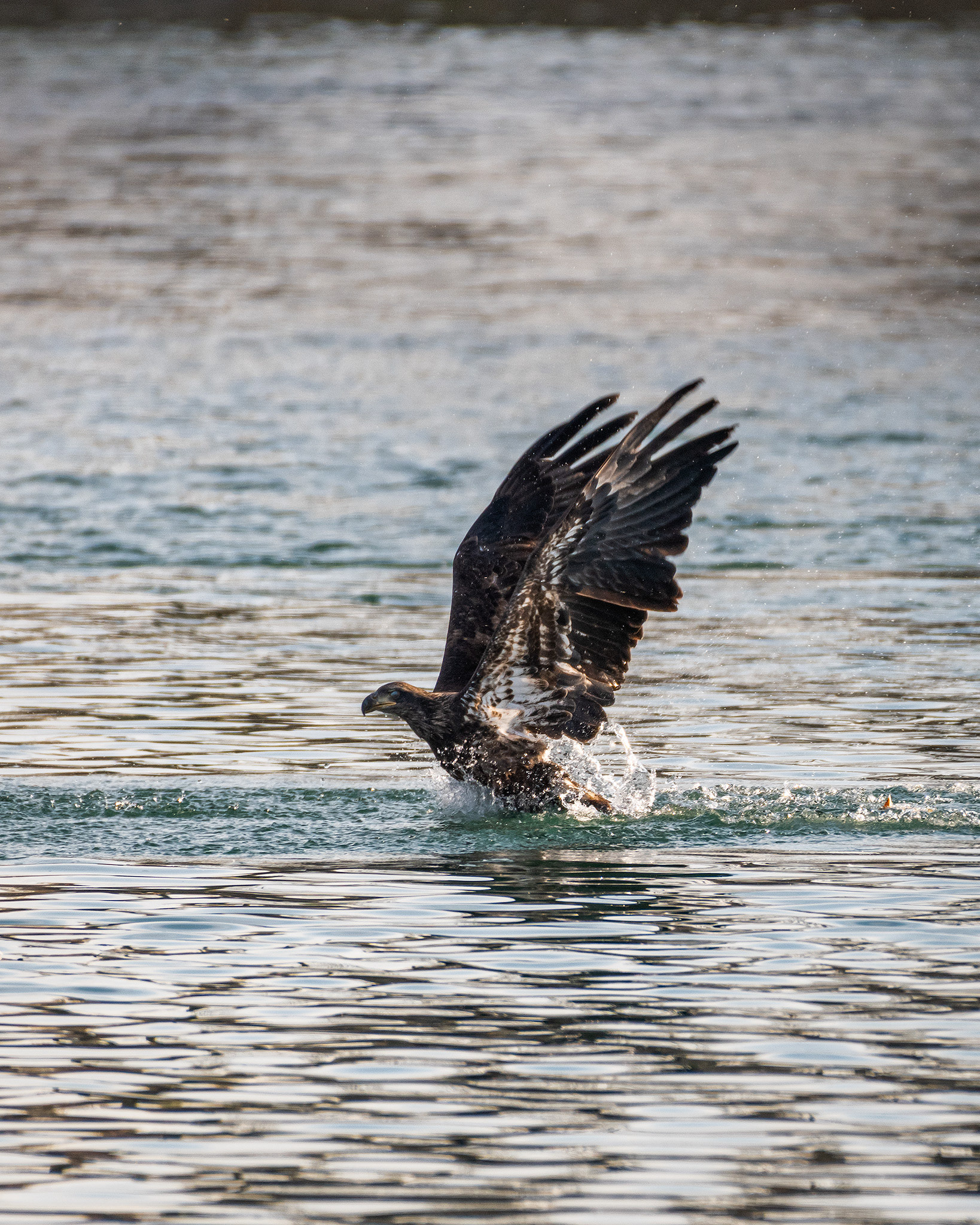 Eagle emerging from a dip in the Bow River, Inglewood Bird Sanctuary, Calgary, AB - October 19th