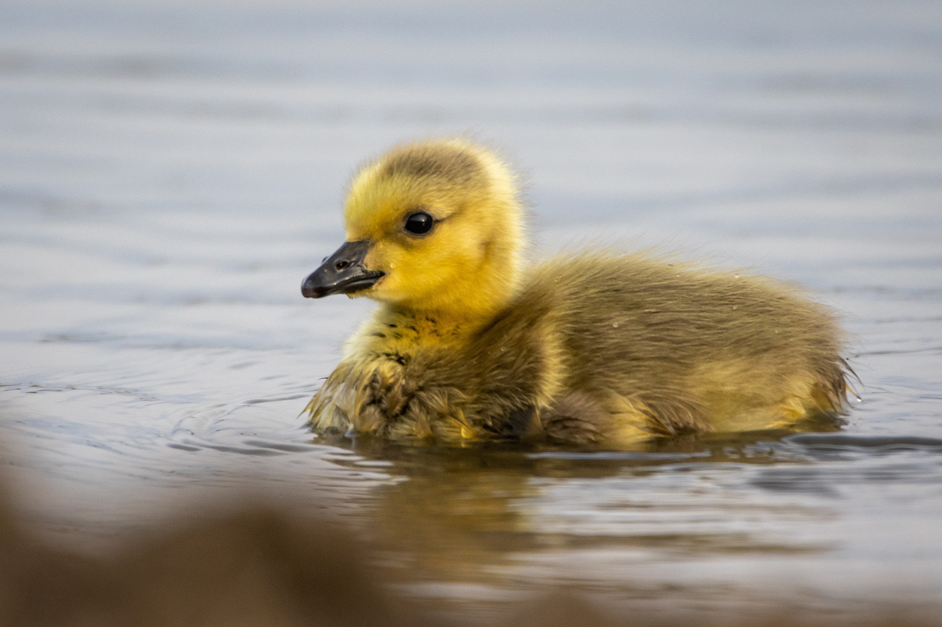 Canada Goose gosling, Glenmore Reservoir, North Glenmore Park, Calgary, AB