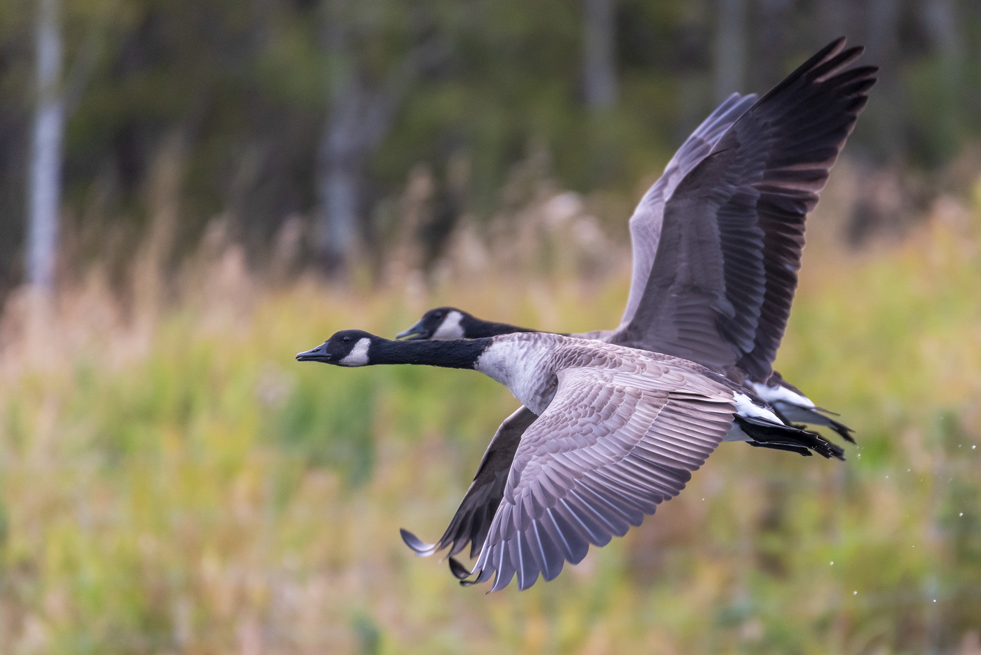 Canada Geese (in flight) at the Marshall Springs ponds in Fish Creek Provincial Park