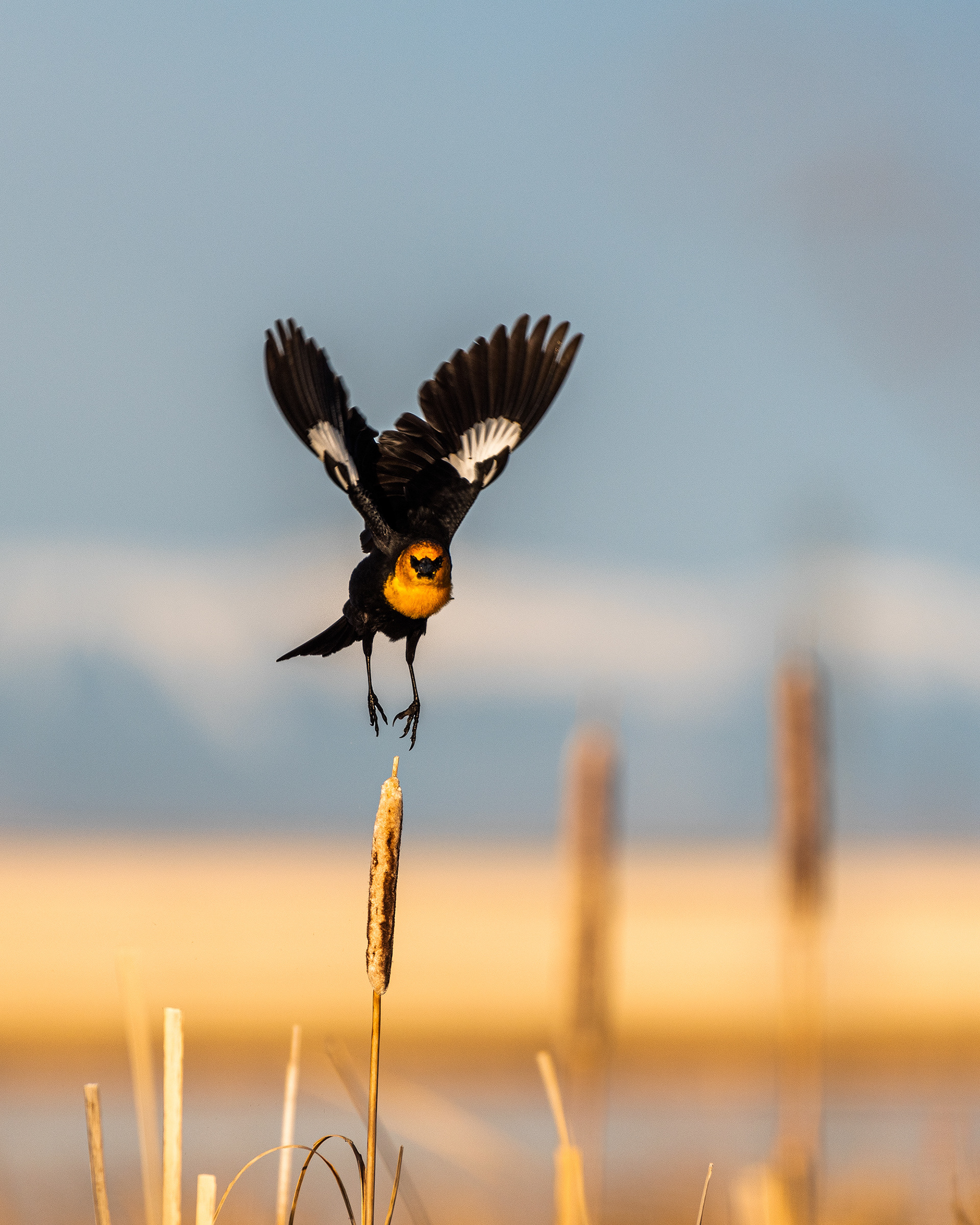 Yellow-headed Blackbird in flight at Frank Lake, Alberta