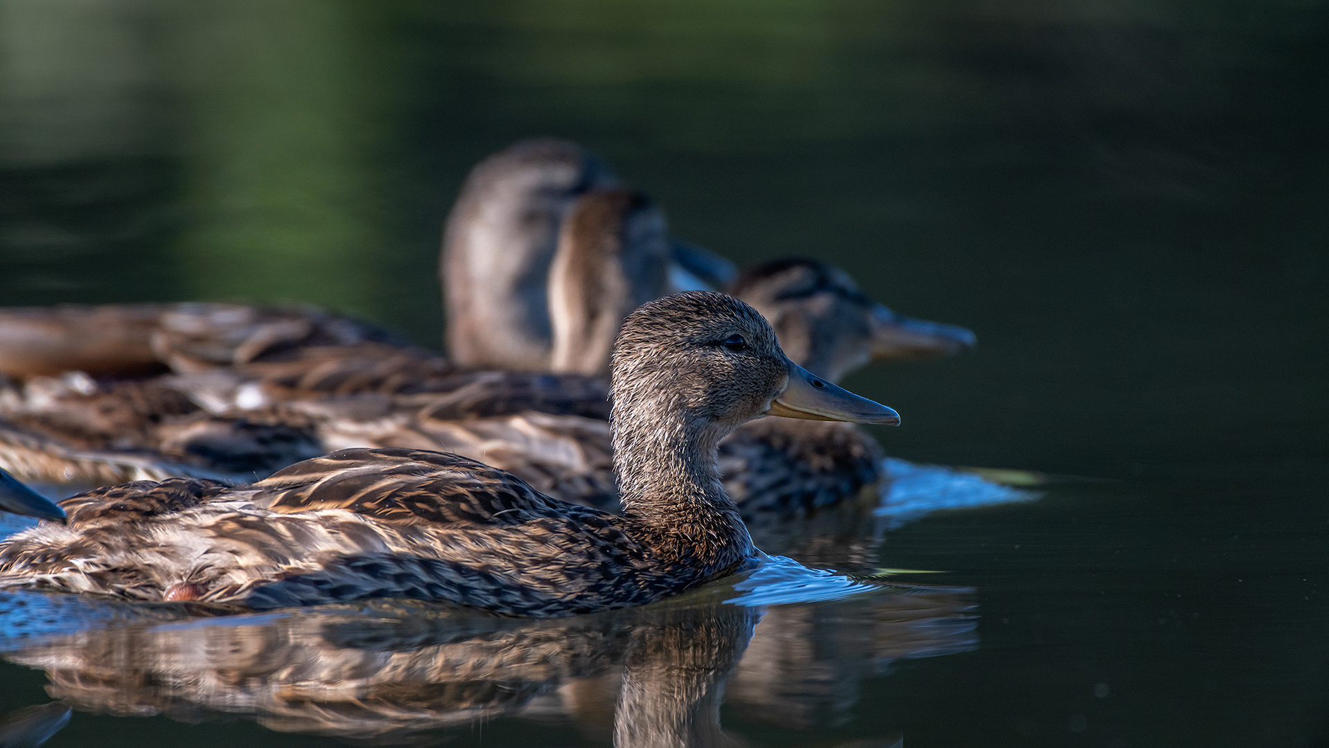 Mallards (immature), Marshall Springs ponds, Fish Creek Provincial Park, Calgary, AB
