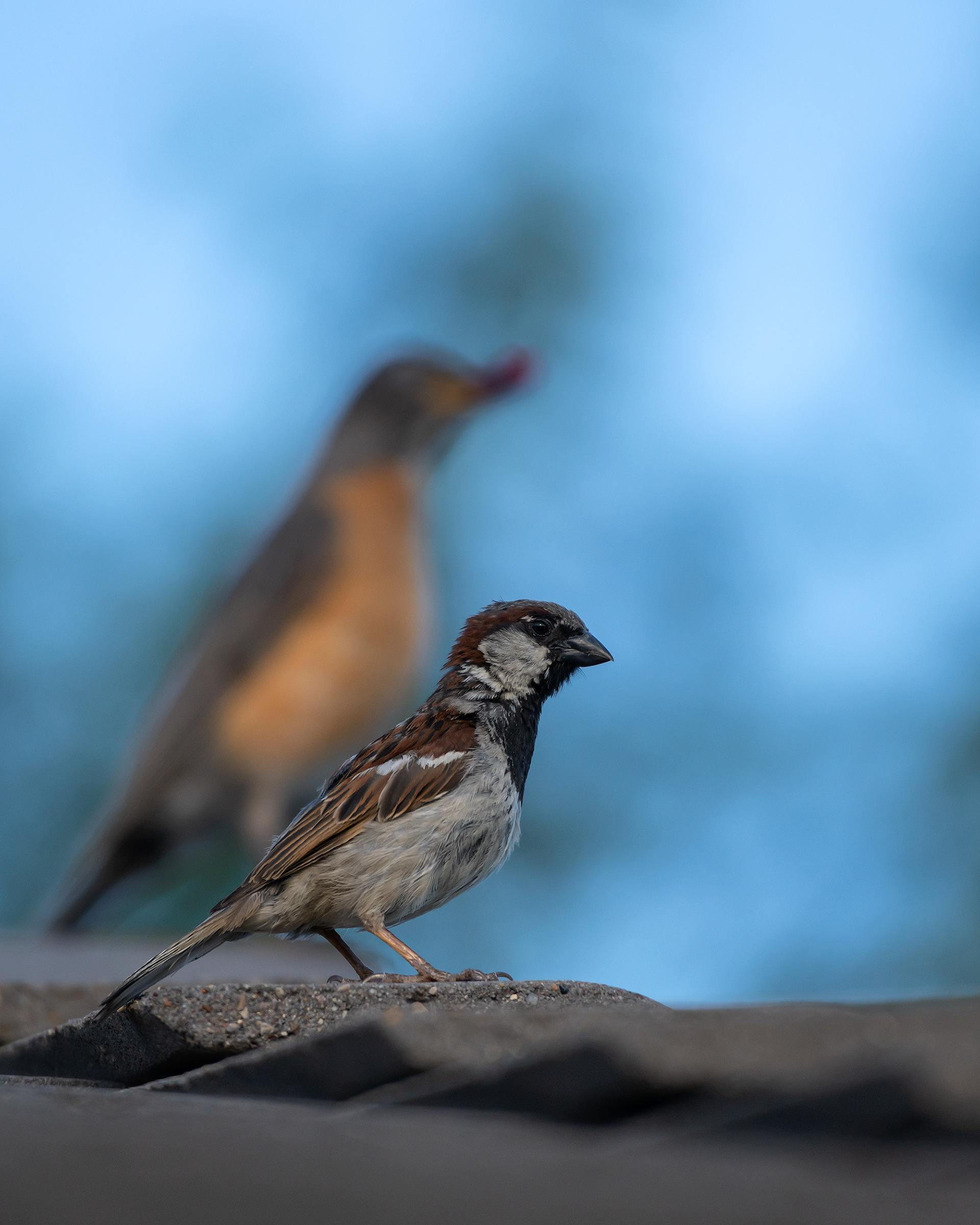 House Sparrow (male), Bridlewood, Calgary, AB